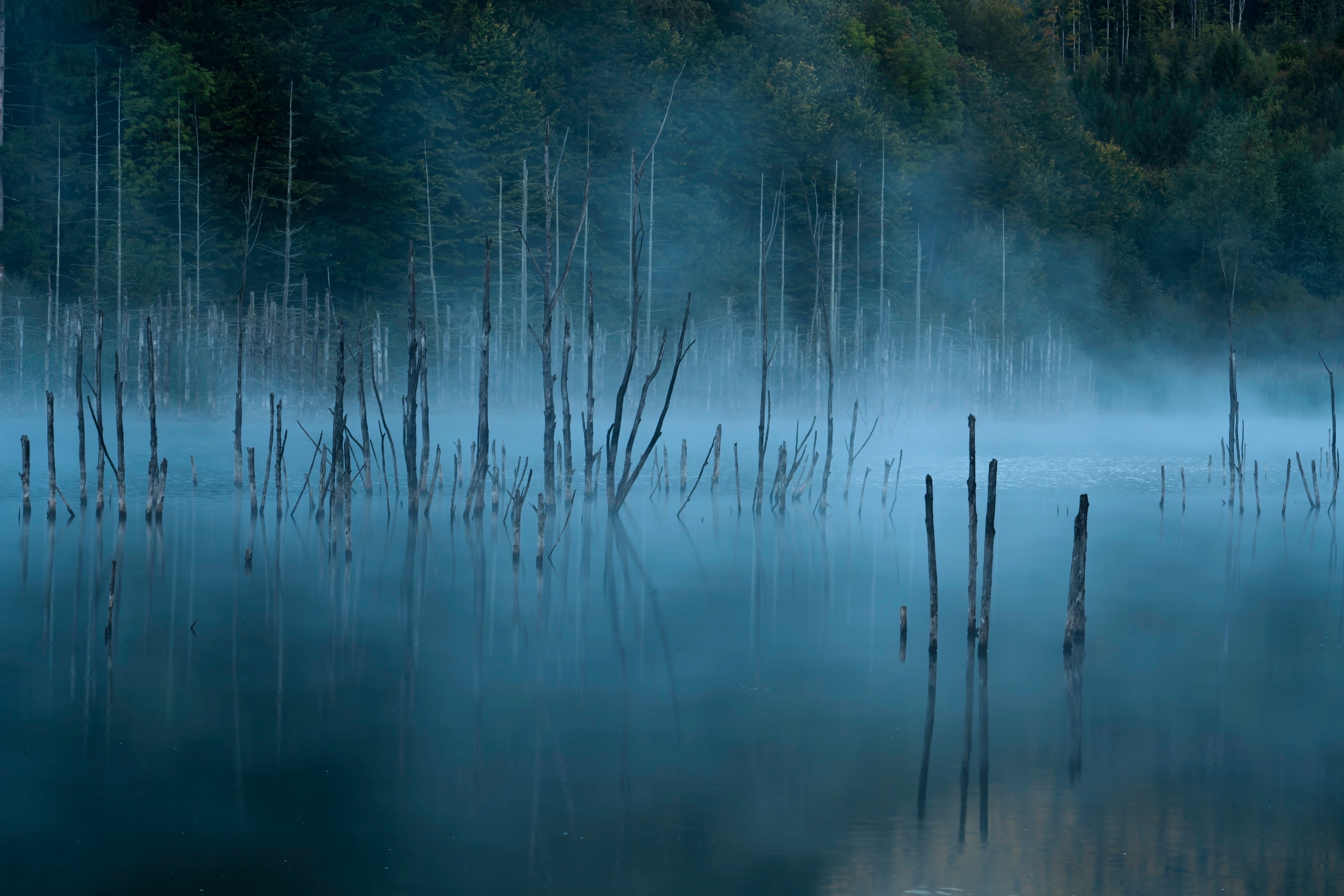 trees, nature, water, lake, fog