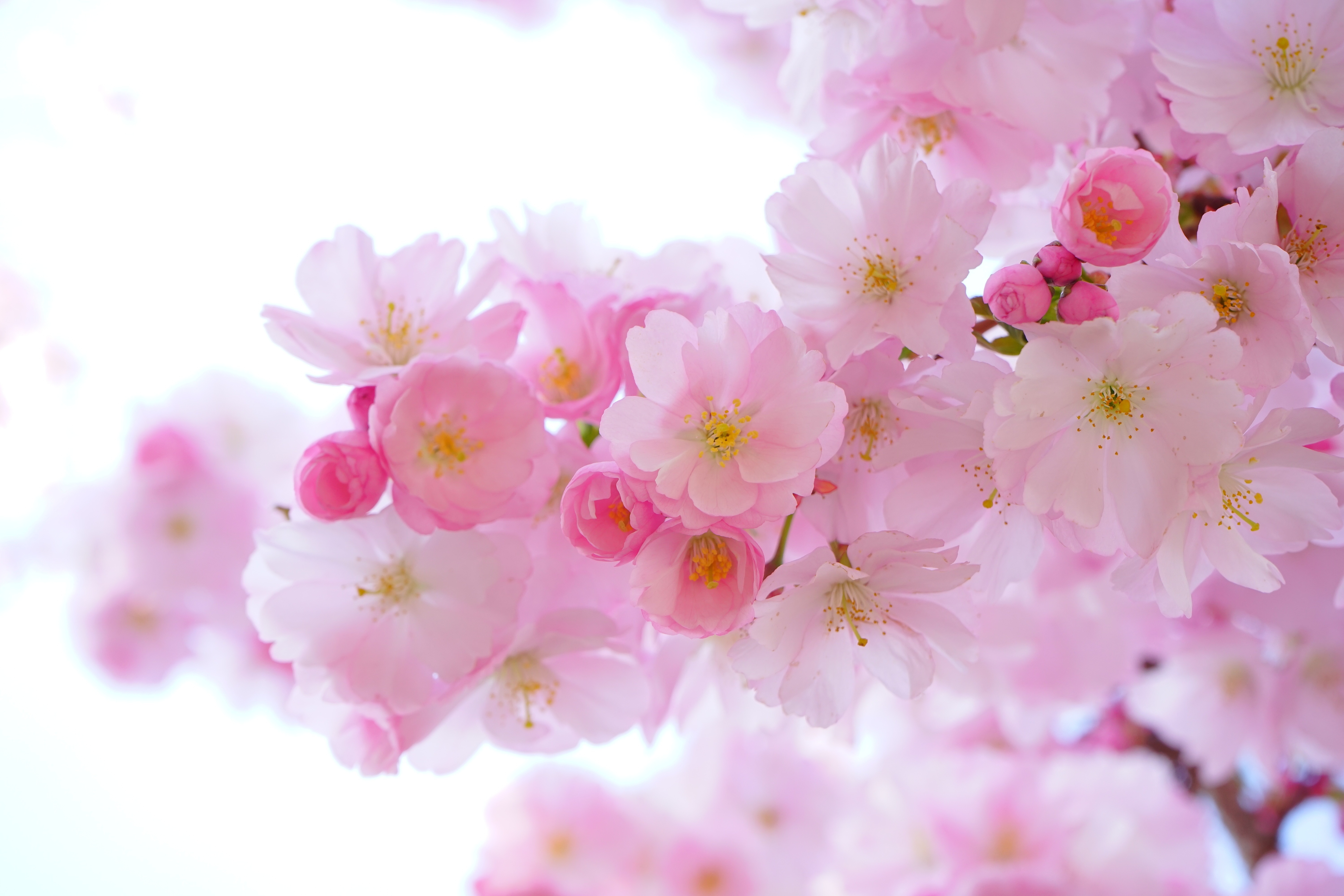 Laden Sie das Blumen, Sakura, Blume, Blüte, Kirschblüte, Erde/natur, Pinke Blume-Bild kostenlos auf Ihren PC-Desktop herunter