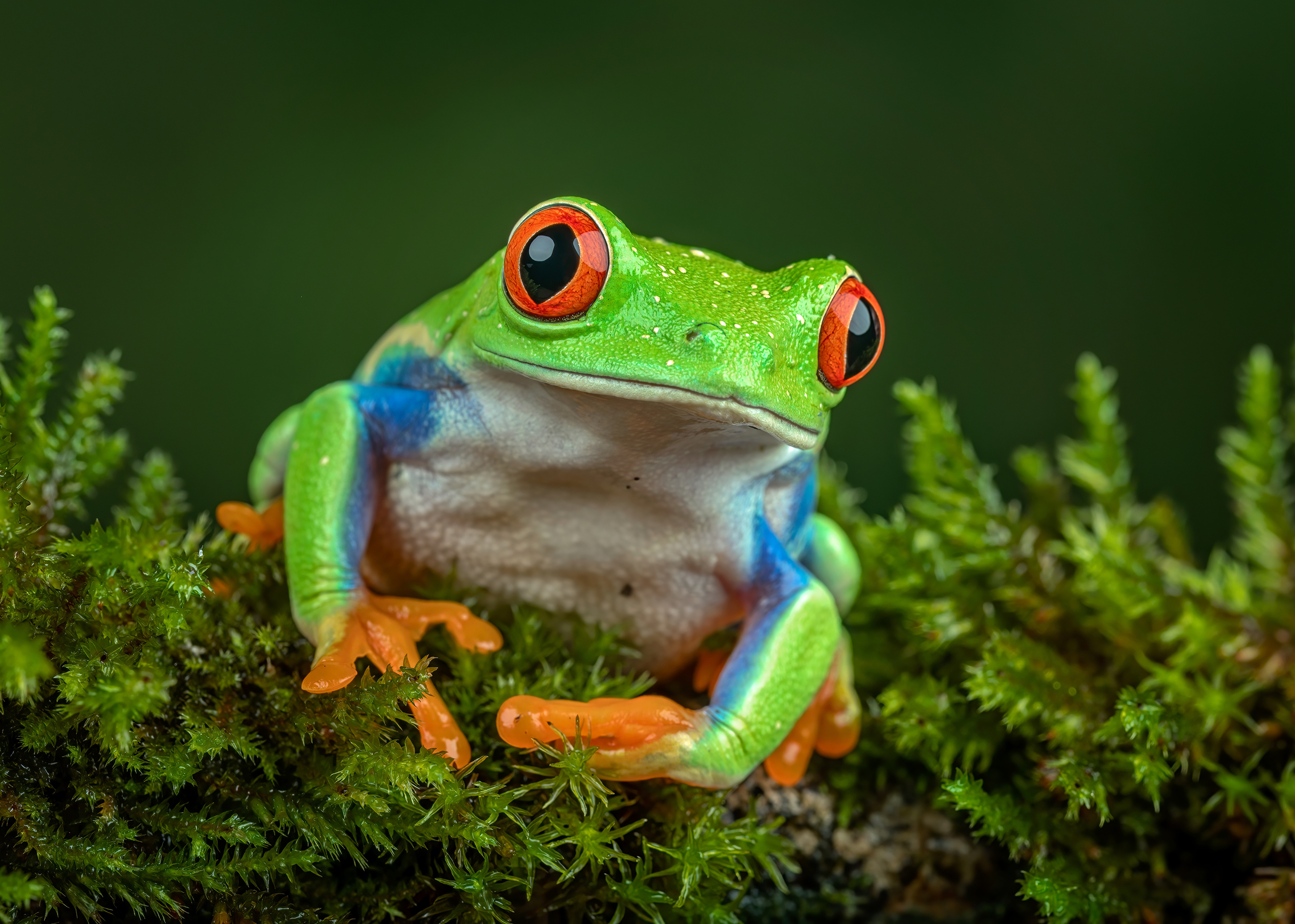 Free download wallpaper Frogs, Macro, Animal, Red Eyed Tree Frog on your PC desktop