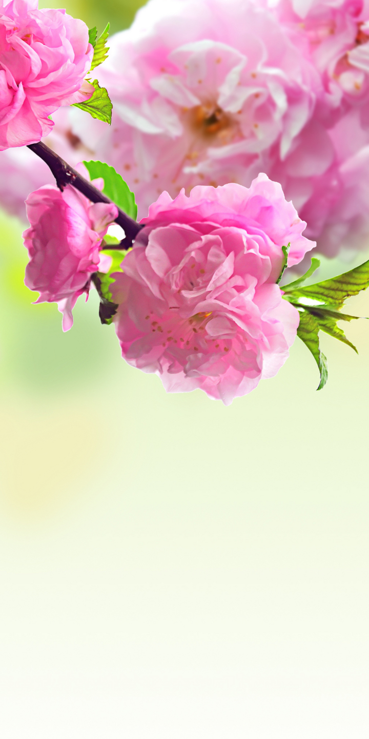 Téléchargez des papiers peints mobile Fleurs, Floraison, Terre/nature gratuitement.