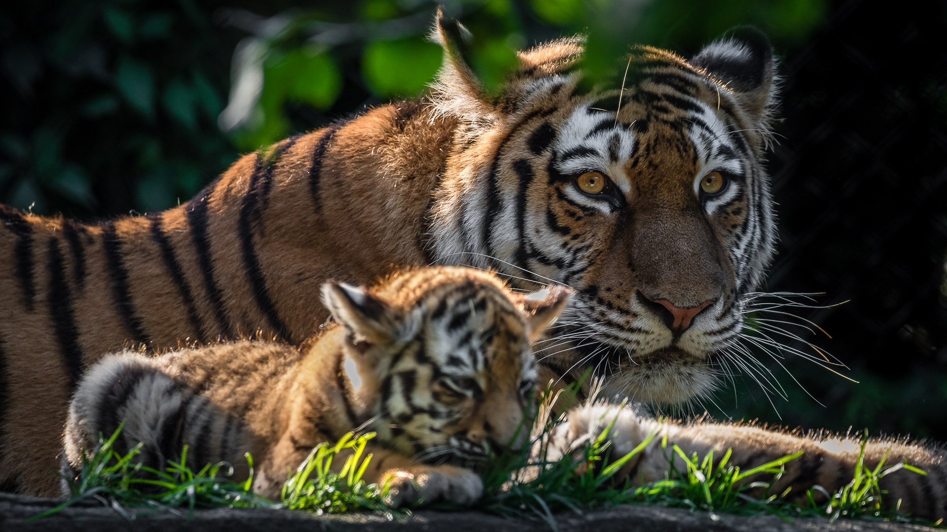 Free download wallpaper Cats, Tiger, Animal, Baby Animal, Cub on your PC desktop