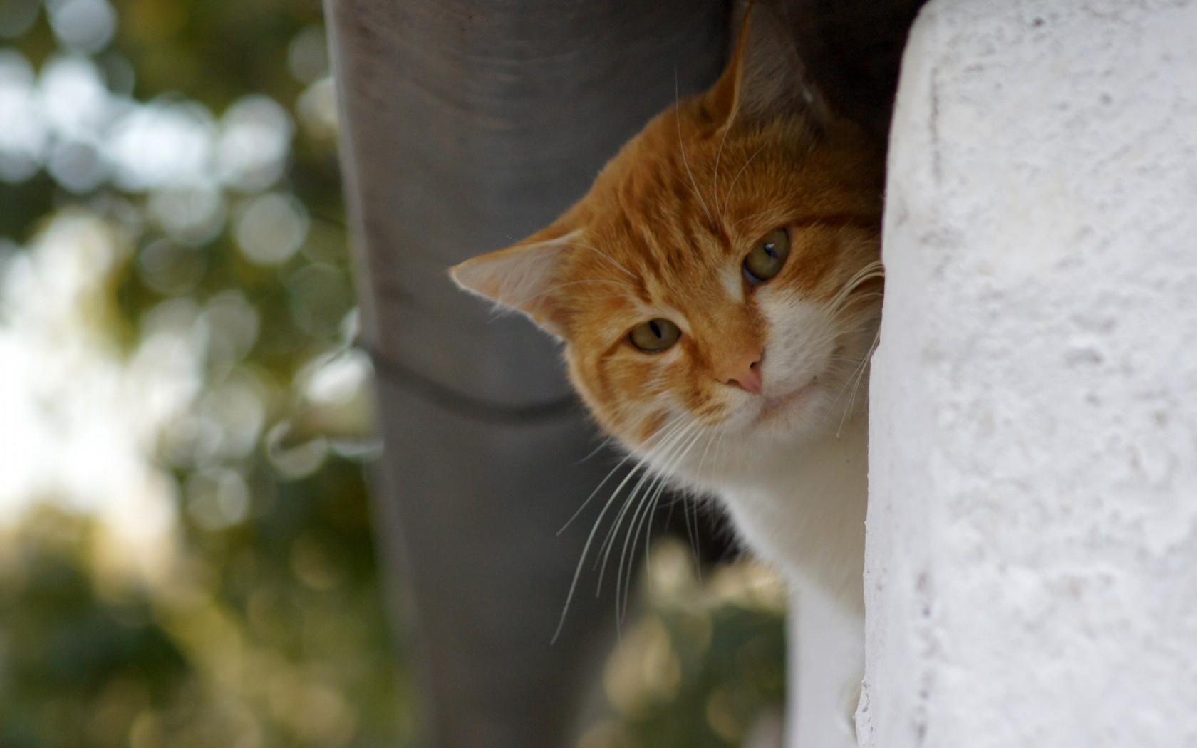 Baixar papel de parede para celular de Animais, Gato gratuito.