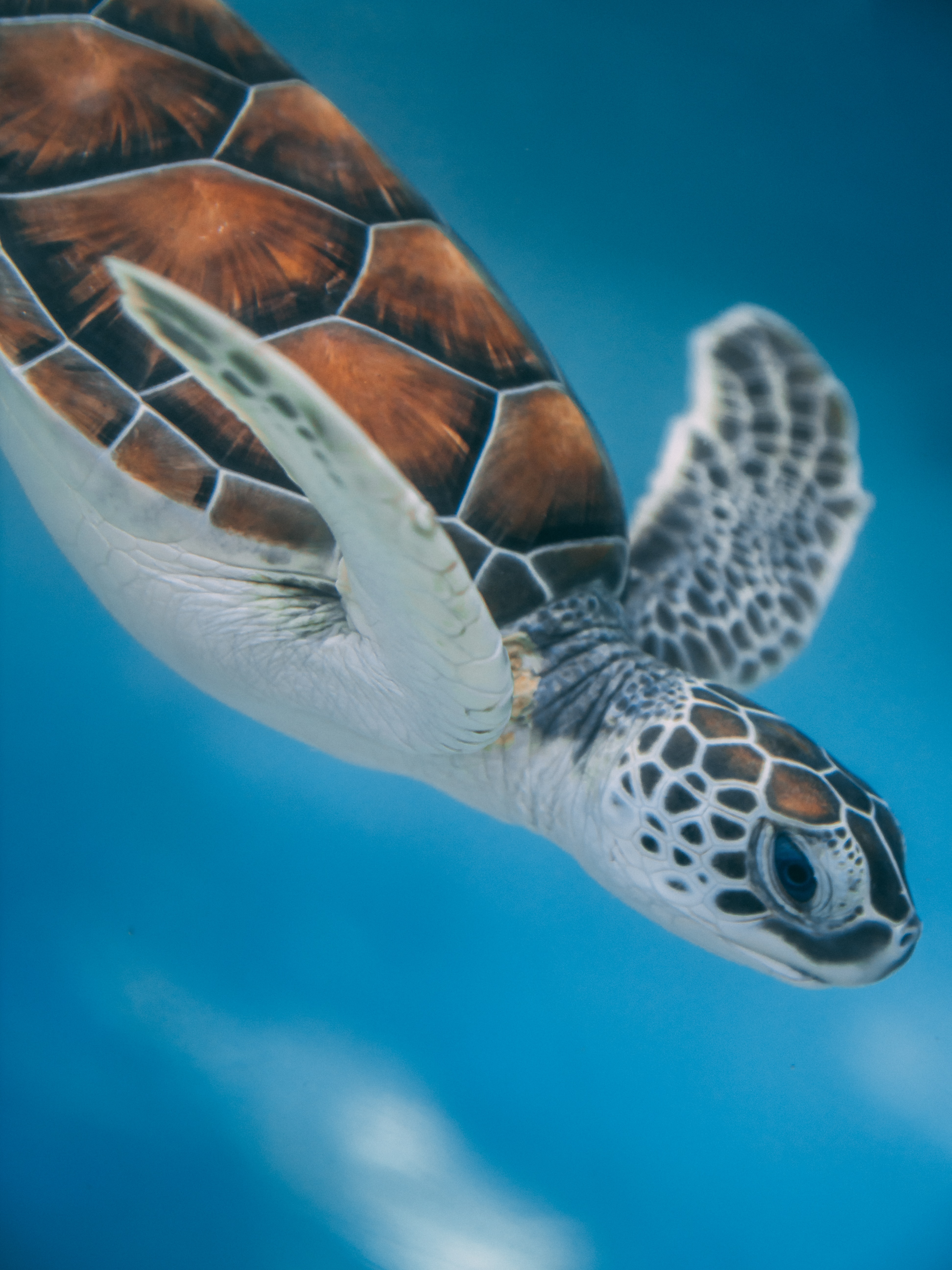 Handy-Wallpaper Tiere, Wasser, Sea, Schildkröte kostenlos herunterladen.
