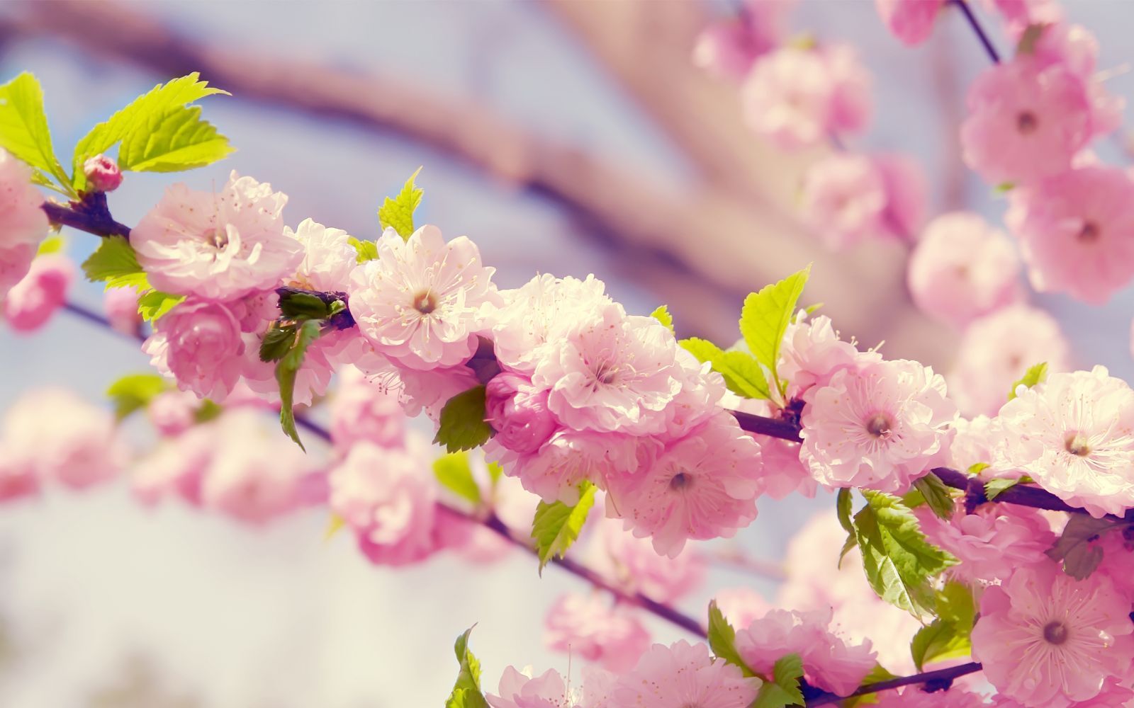 Laden Sie das Pflanzen, Blumen, Bäume-Bild kostenlos auf Ihren PC-Desktop herunter
