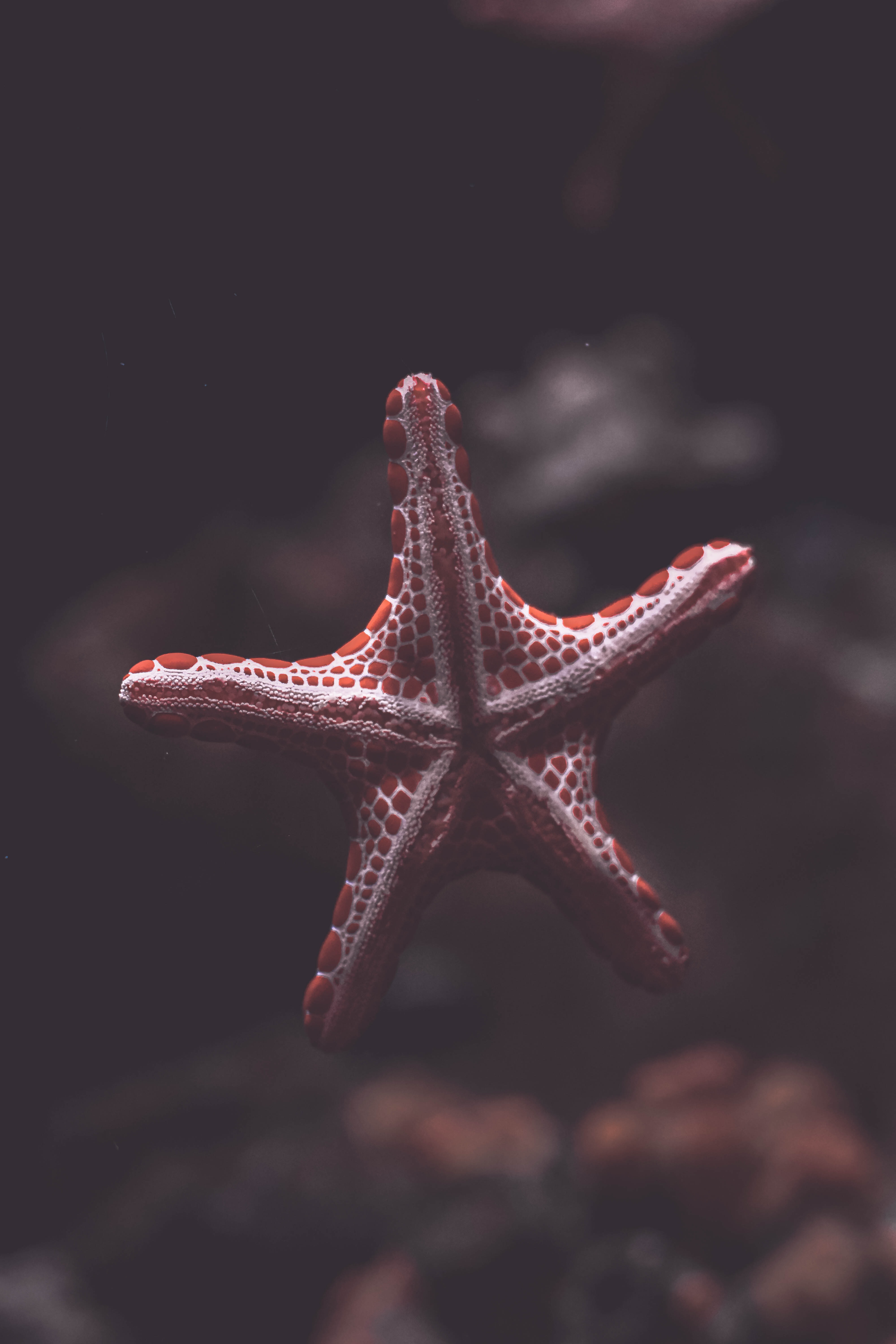 59906 скачать обои под водой, животные, море, существо, морская звезда - заставки и картинки бесплатно