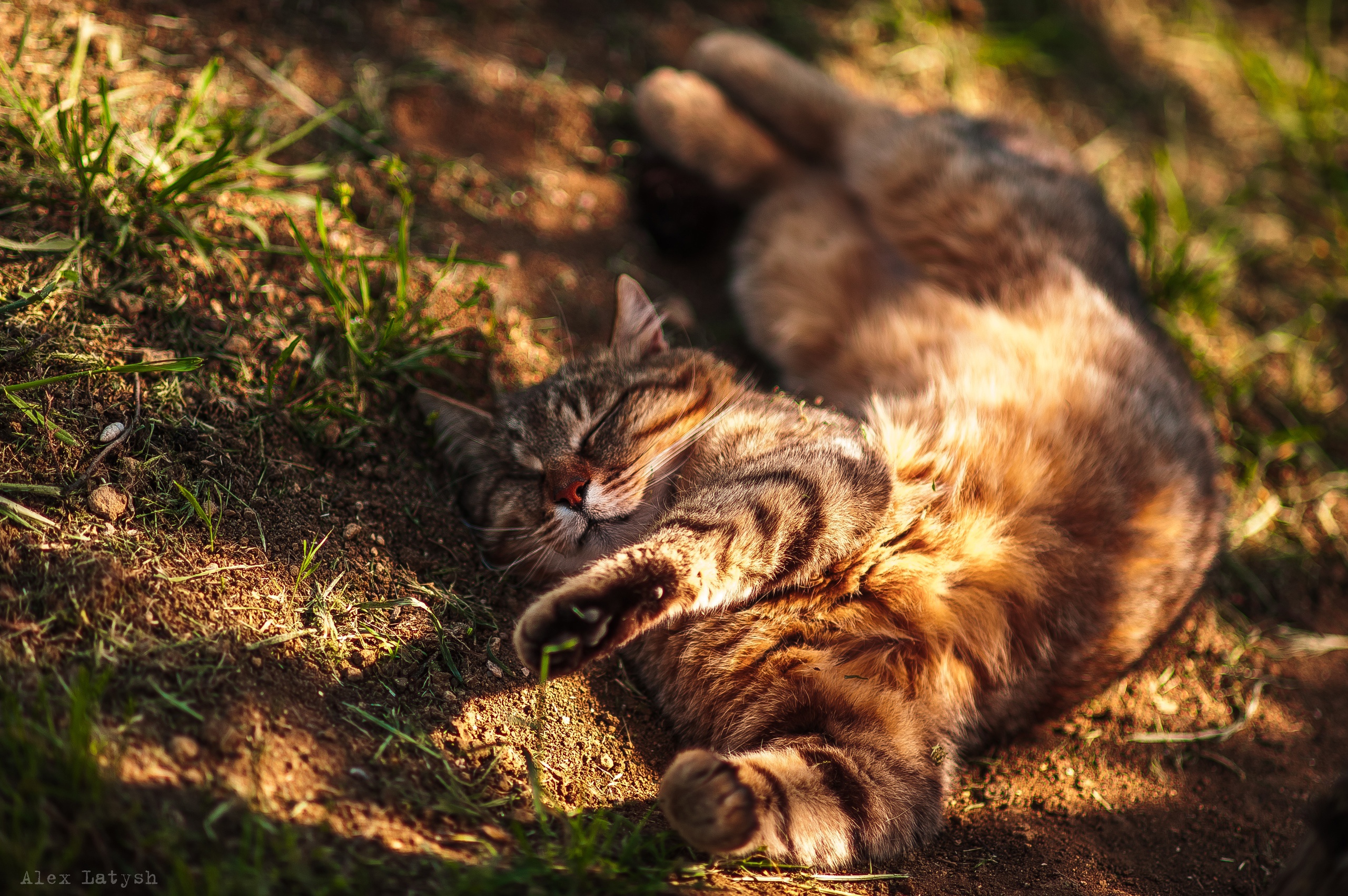 Handy-Wallpaper Tiere, Katzen, Katze kostenlos herunterladen.