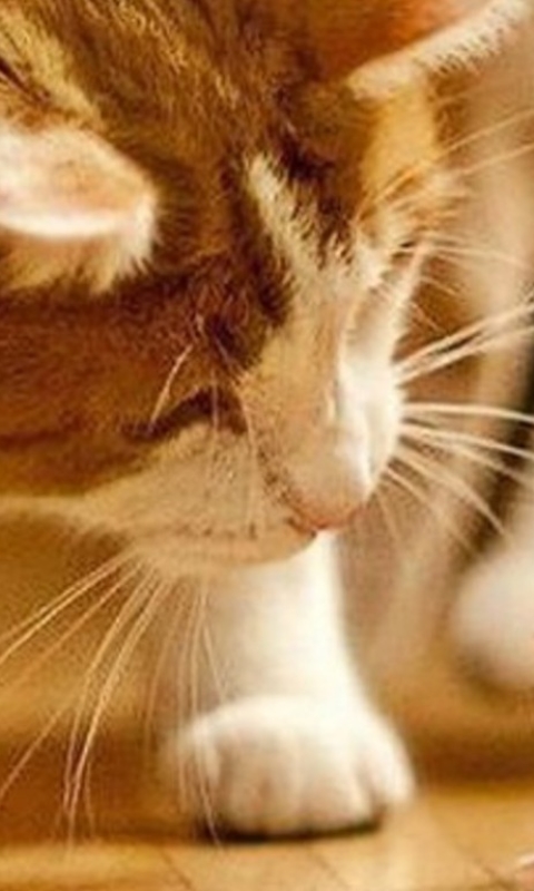 Descarga gratuita de fondo de pantalla para móvil de Animales, Gatos, Gato, Ratón.
