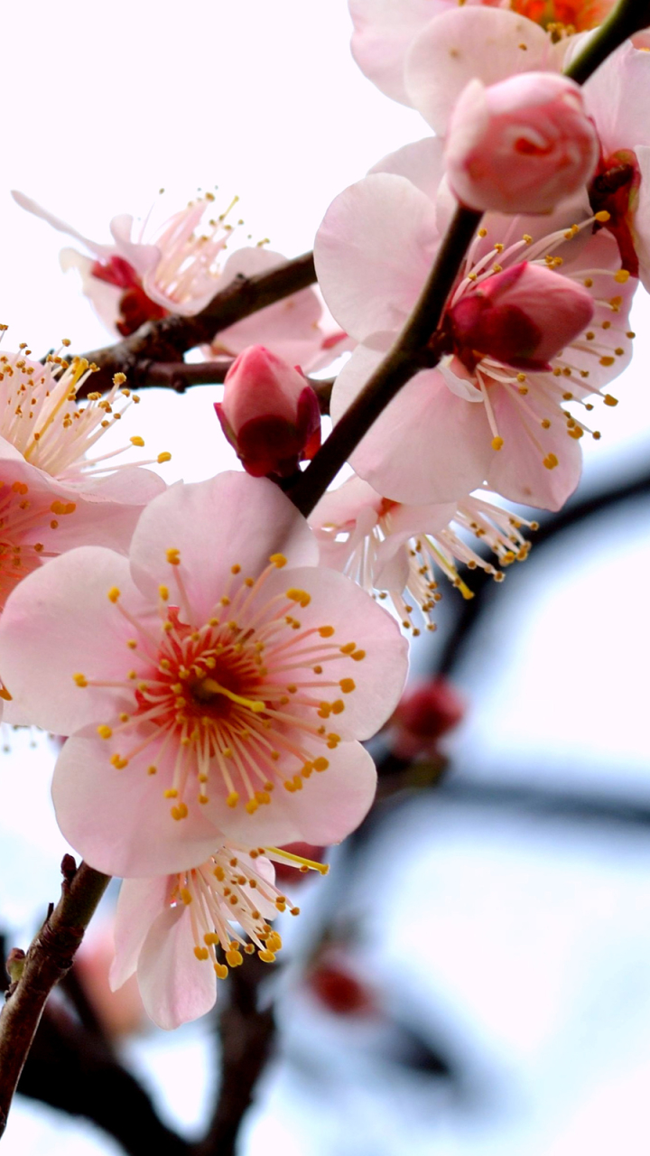 Download mobile wallpaper Flowers, Earth, Blossom for free.