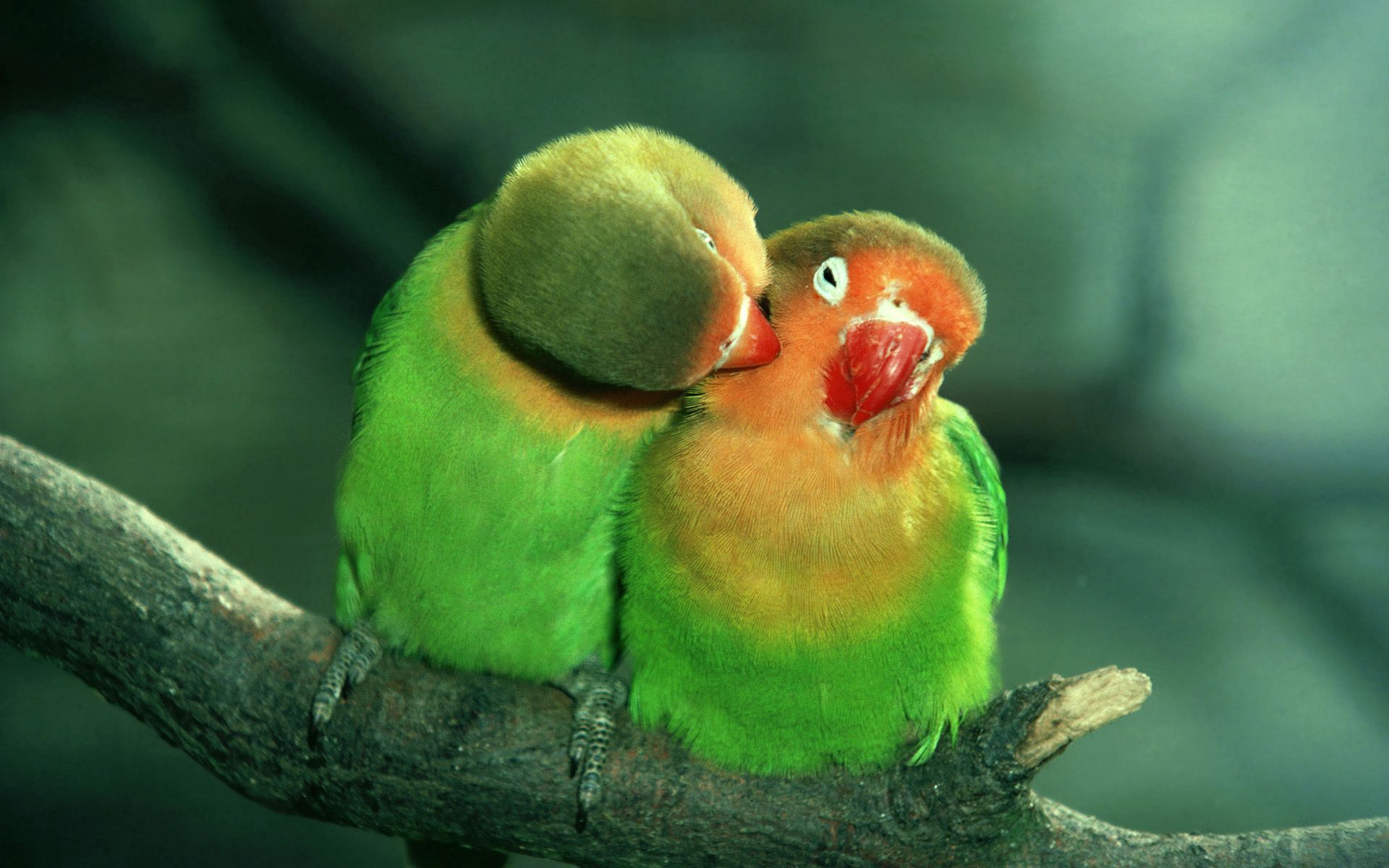 Full HD parrots, animals, couple, pair, care, tenderness