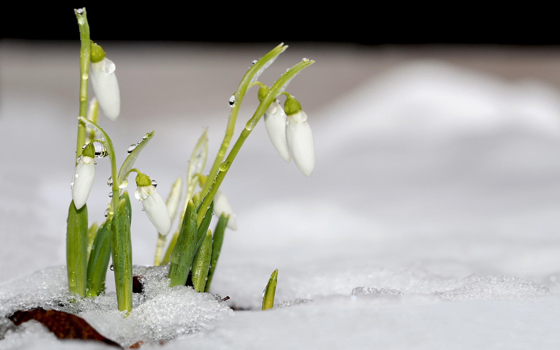 Descarga gratuita de fondo de pantalla para móvil de Flores, Flor, Tierra/naturaleza.