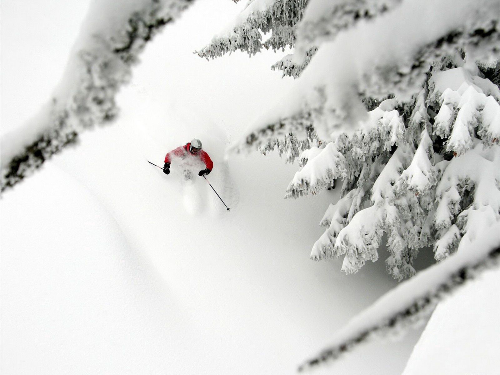53519 скачать обои горные лыжи, спорт, деревья, снег, спуск, ели, экстрим - заставки и картинки бесплатно