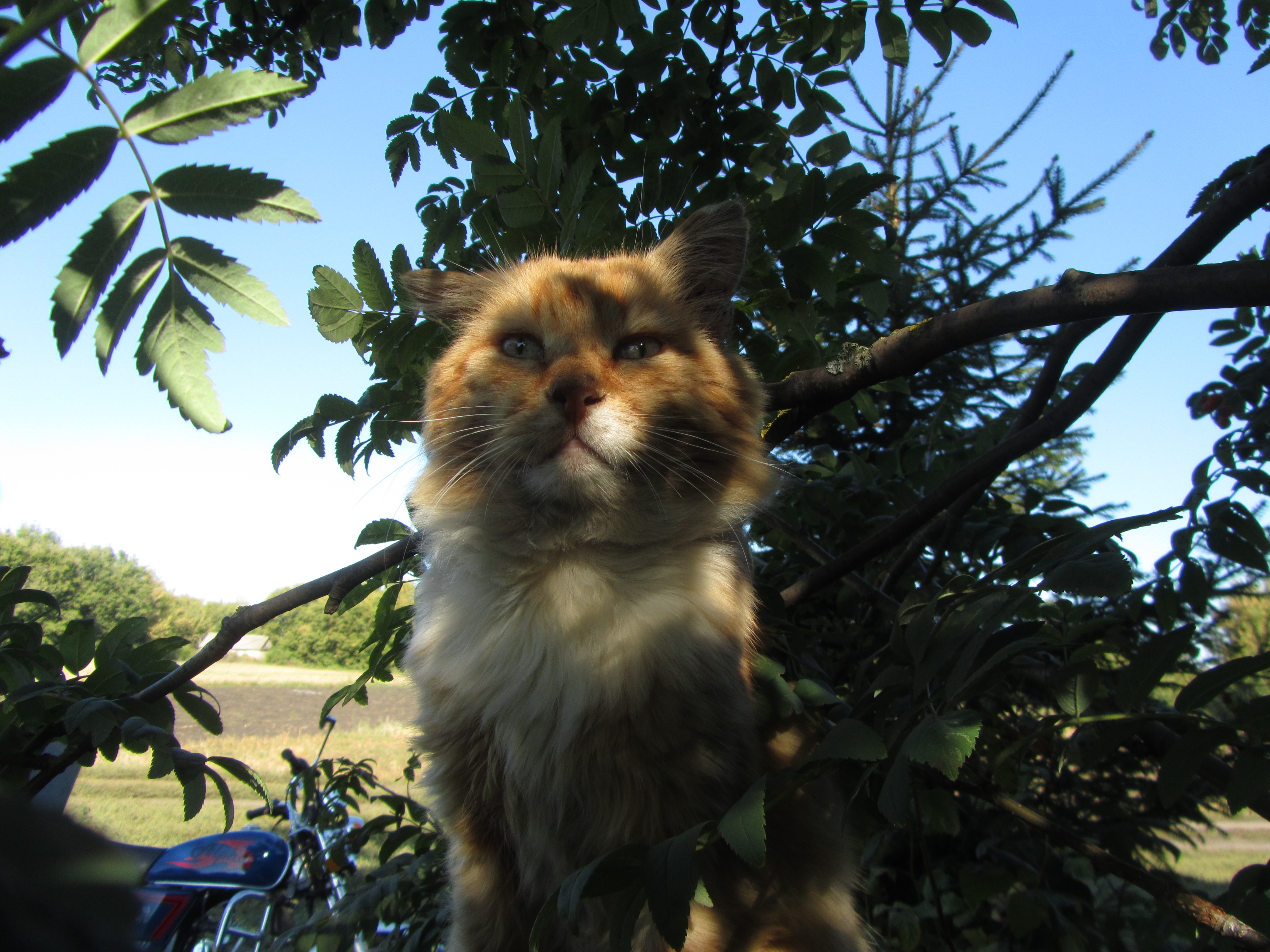 Baixe gratuitamente a imagem Animais, Gato na área de trabalho do seu PC