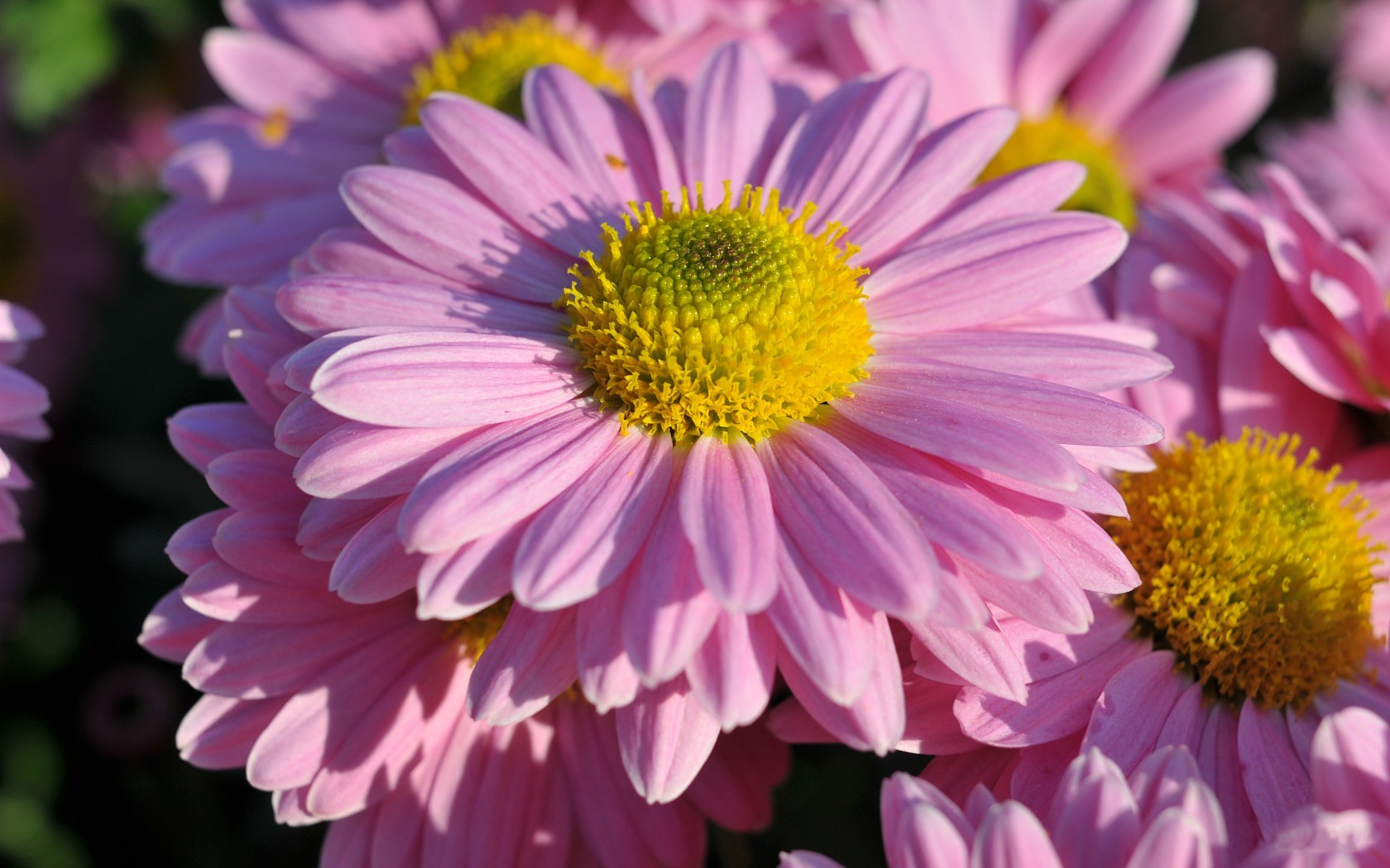 Laden Sie das Blumen, Nahansicht, Dahlien, Gänseblümchen, Erde/natur, Pinke Blume-Bild kostenlos auf Ihren PC-Desktop herunter
