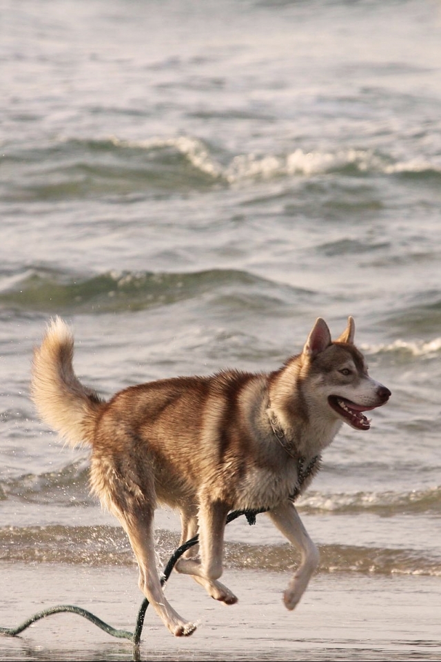 Descarga gratuita de fondo de pantalla para móvil de Animales, Perros, Perro Esquimal.