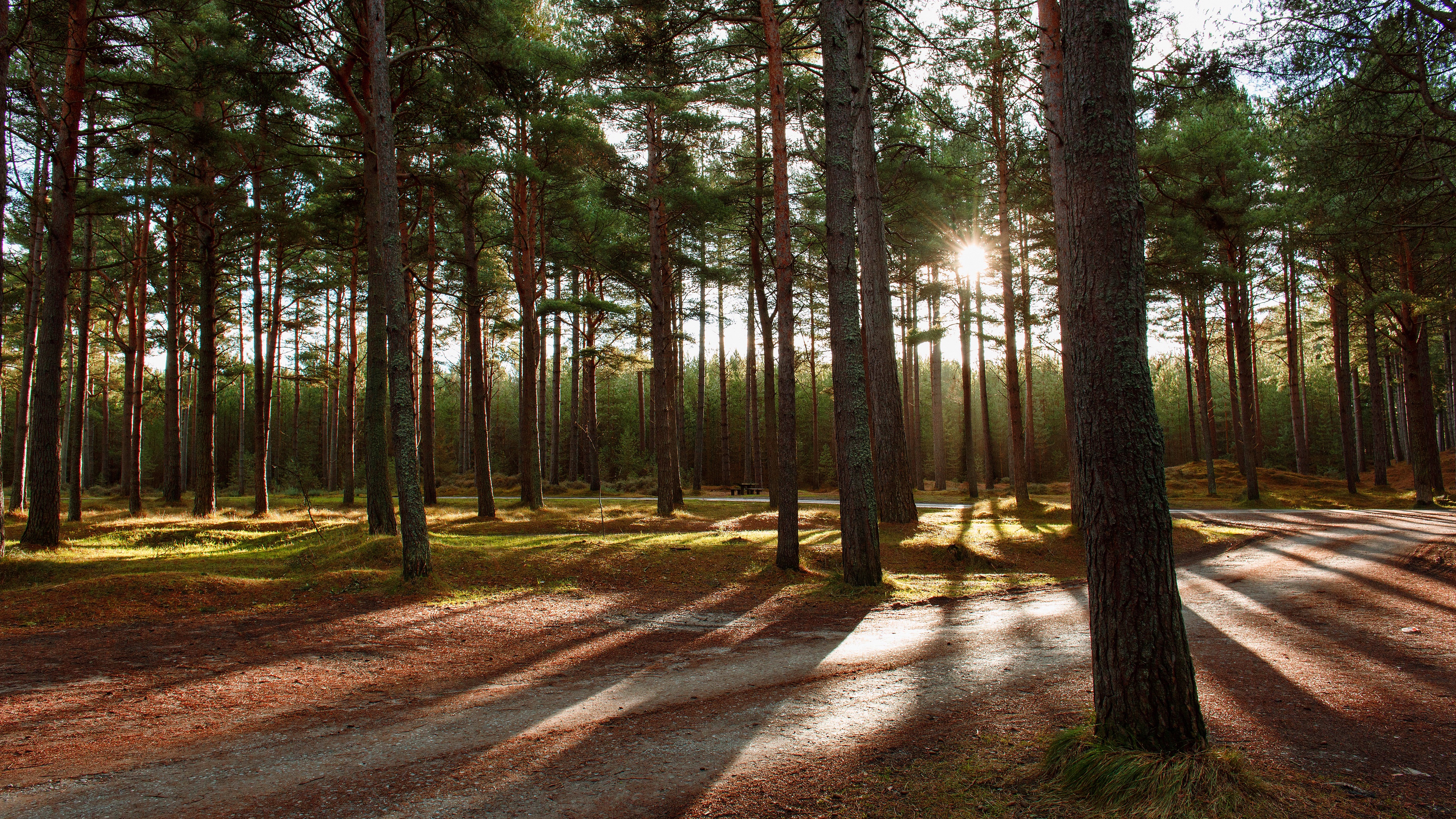Download mobile wallpaper Trees, Earth, Sunlight, Pine Tree for free.