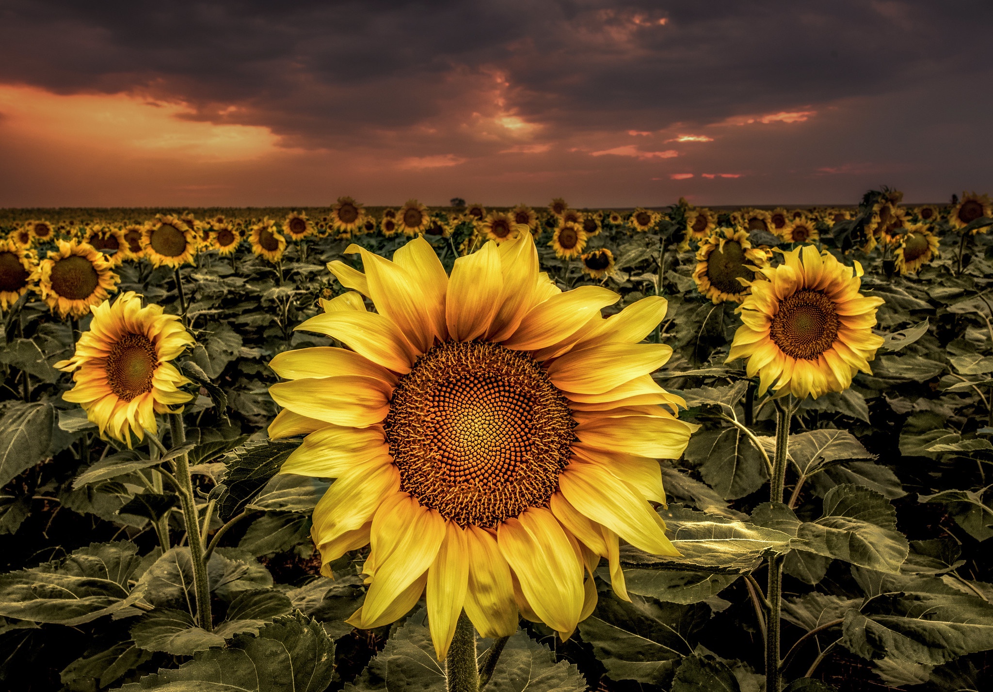 Free download wallpaper Nature, Flowers, Summer, Flower, Earth, Sunflower, Yellow Flower on your PC desktop