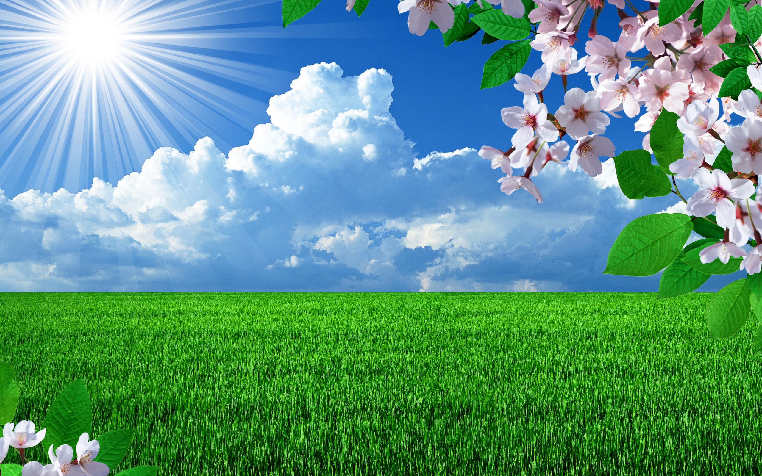 Free download wallpaper Flowers, Earth, Blossom on your PC desktop