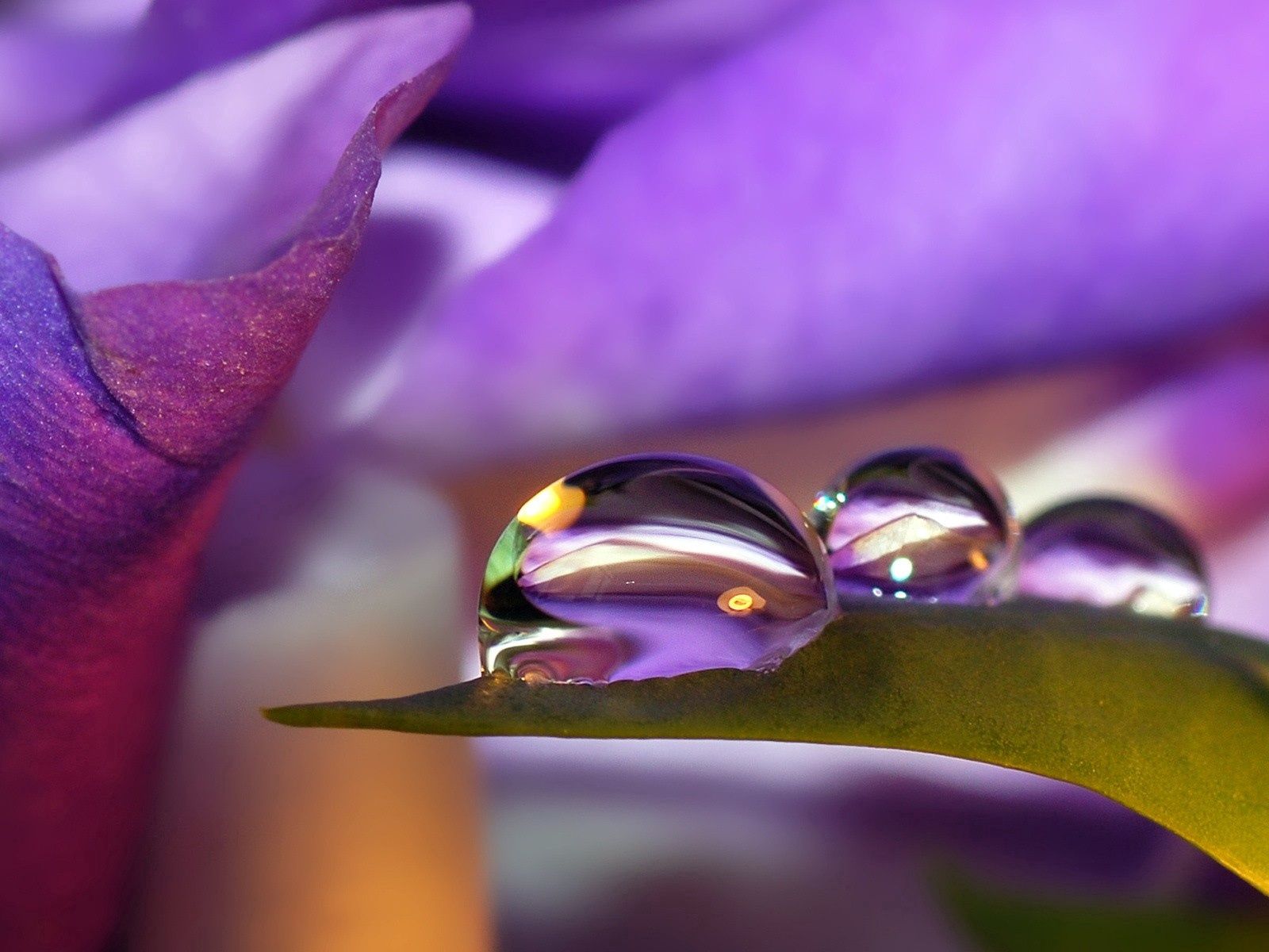 violet, drops, flower, macro, petals, purple