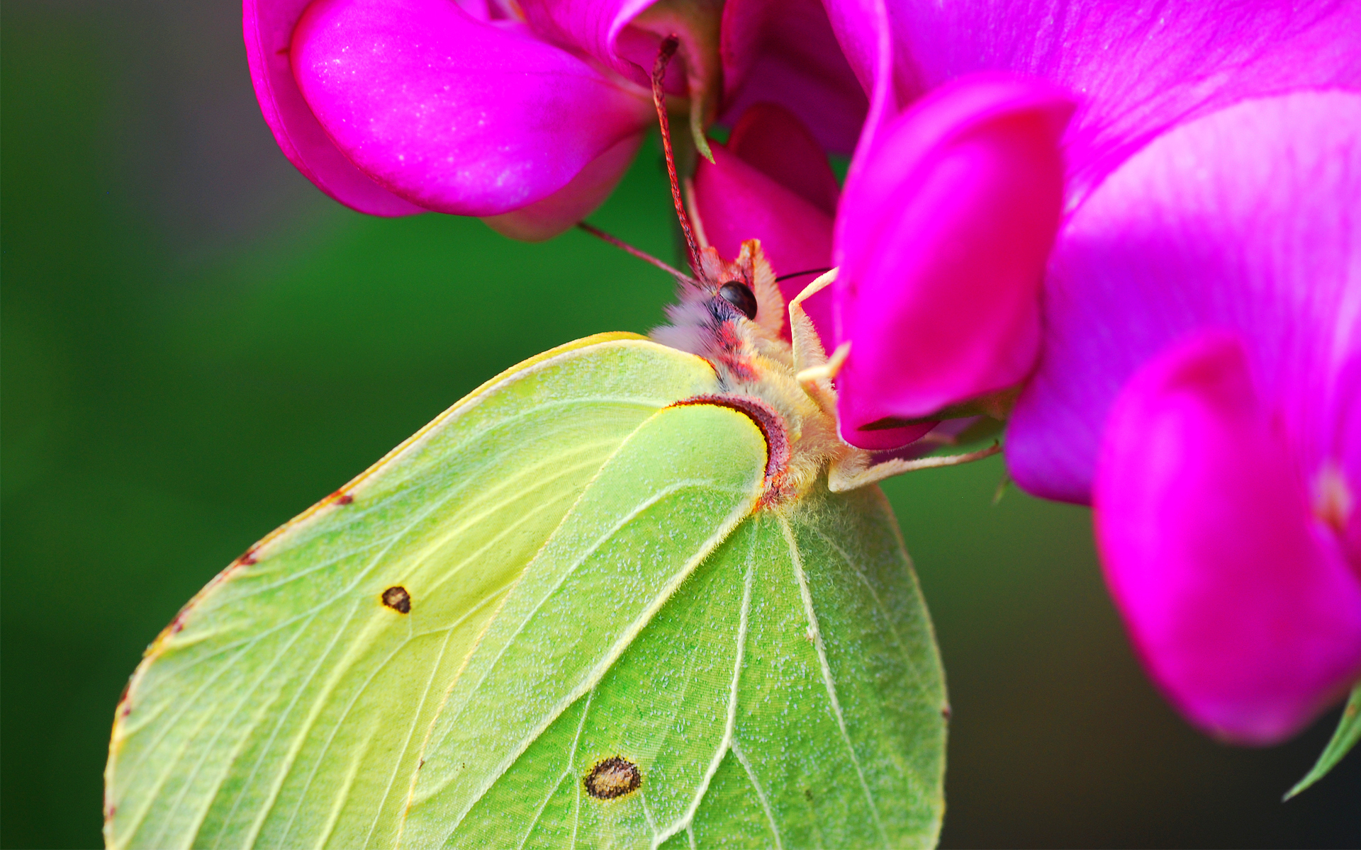 Descarga gratis la imagen Animales, Mariposa en el escritorio de tu PC