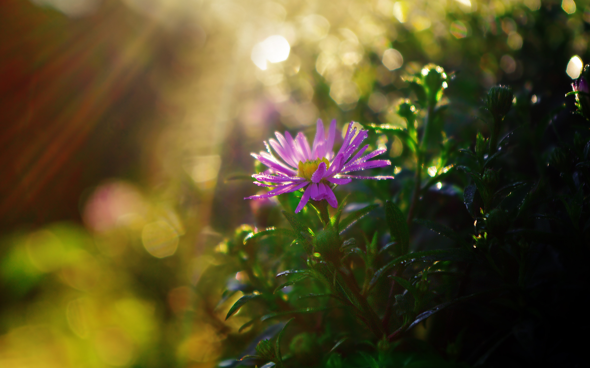 Téléchargez gratuitement l'image Fleurs, Fleur, Terre/nature sur le bureau de votre PC