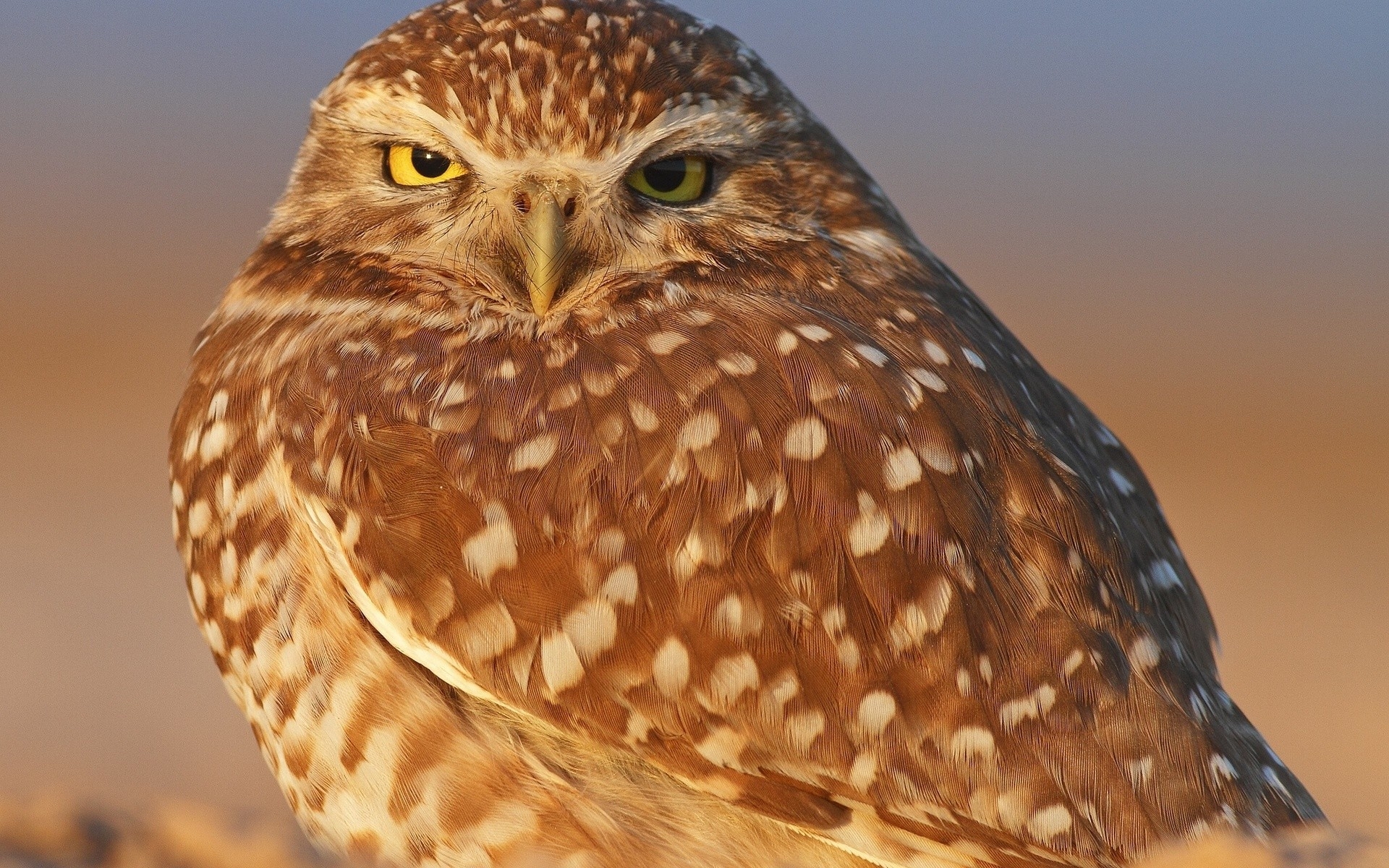 Laden Sie das Eule, Vögel, Tiere-Bild kostenlos auf Ihren PC-Desktop herunter