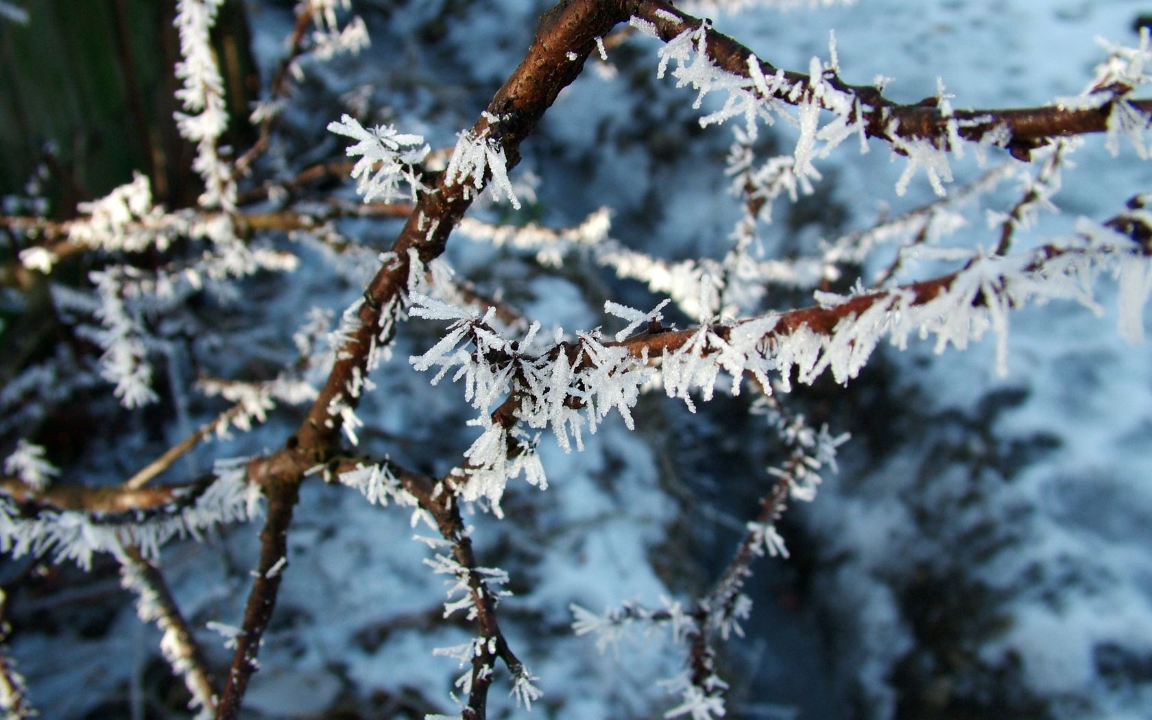 macro, nature, branch, frost, hoarfrost, crystals