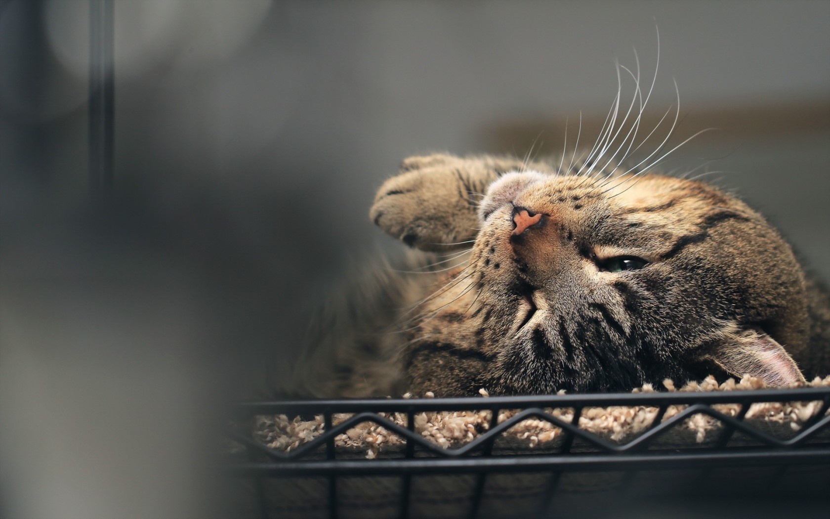 Baixe gratuitamente a imagem Gato, Gatos, Animais na área de trabalho do seu PC