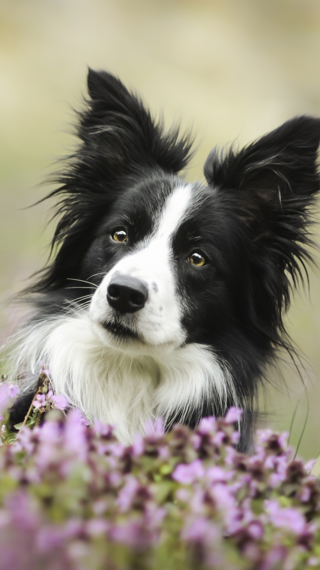 Handy-Wallpaper Tiere, Hunde, Blume, Hund, Bokeh, Border Collie kostenlos herunterladen.