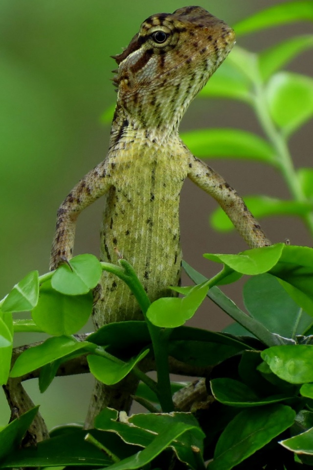 Descarga gratuita de fondo de pantalla para móvil de Animales, Lagarto, Reptil, Reptiles.