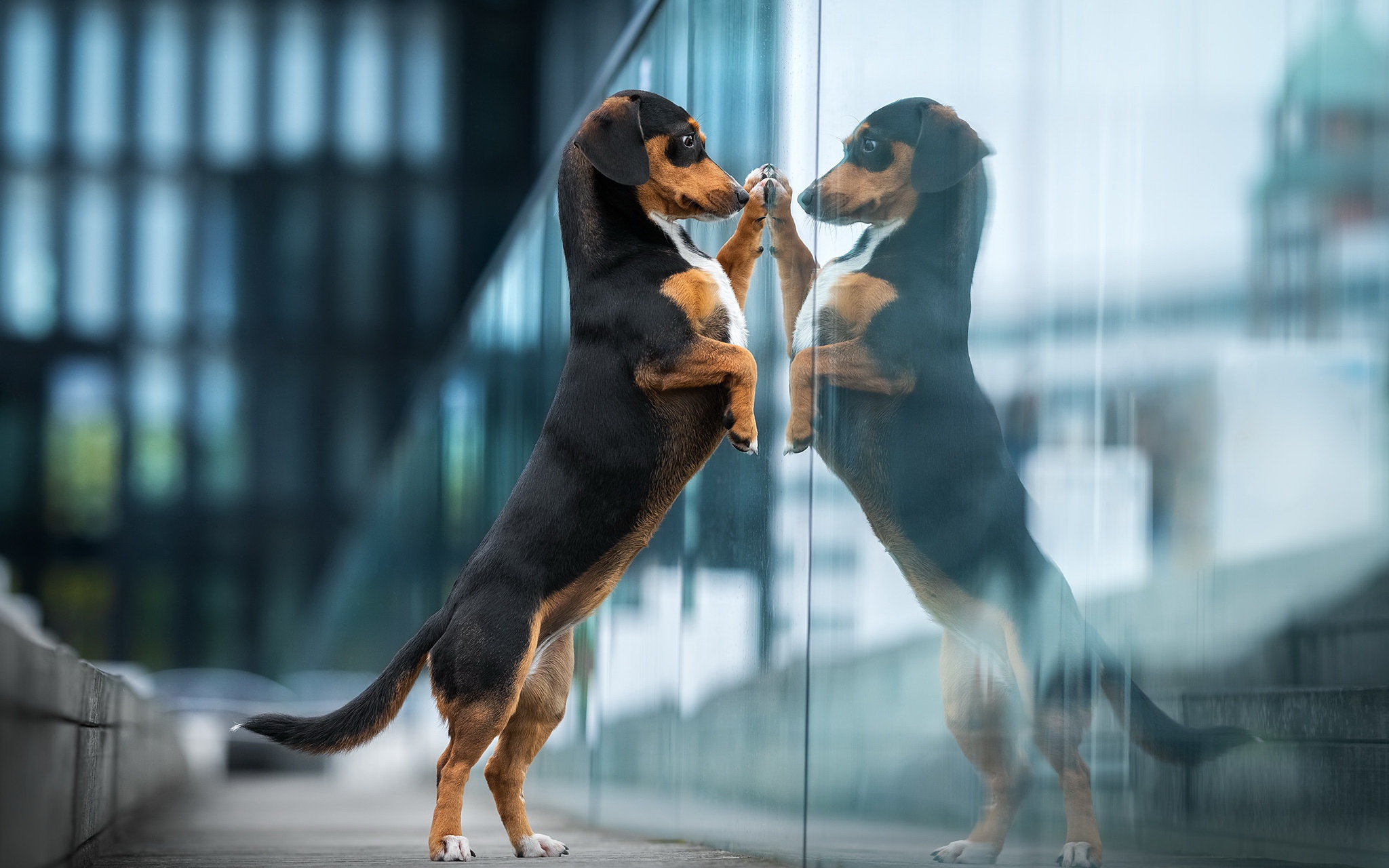 Free download wallpaper Dogs, Reflection, Dog, Animal, Dachshund on your PC desktop