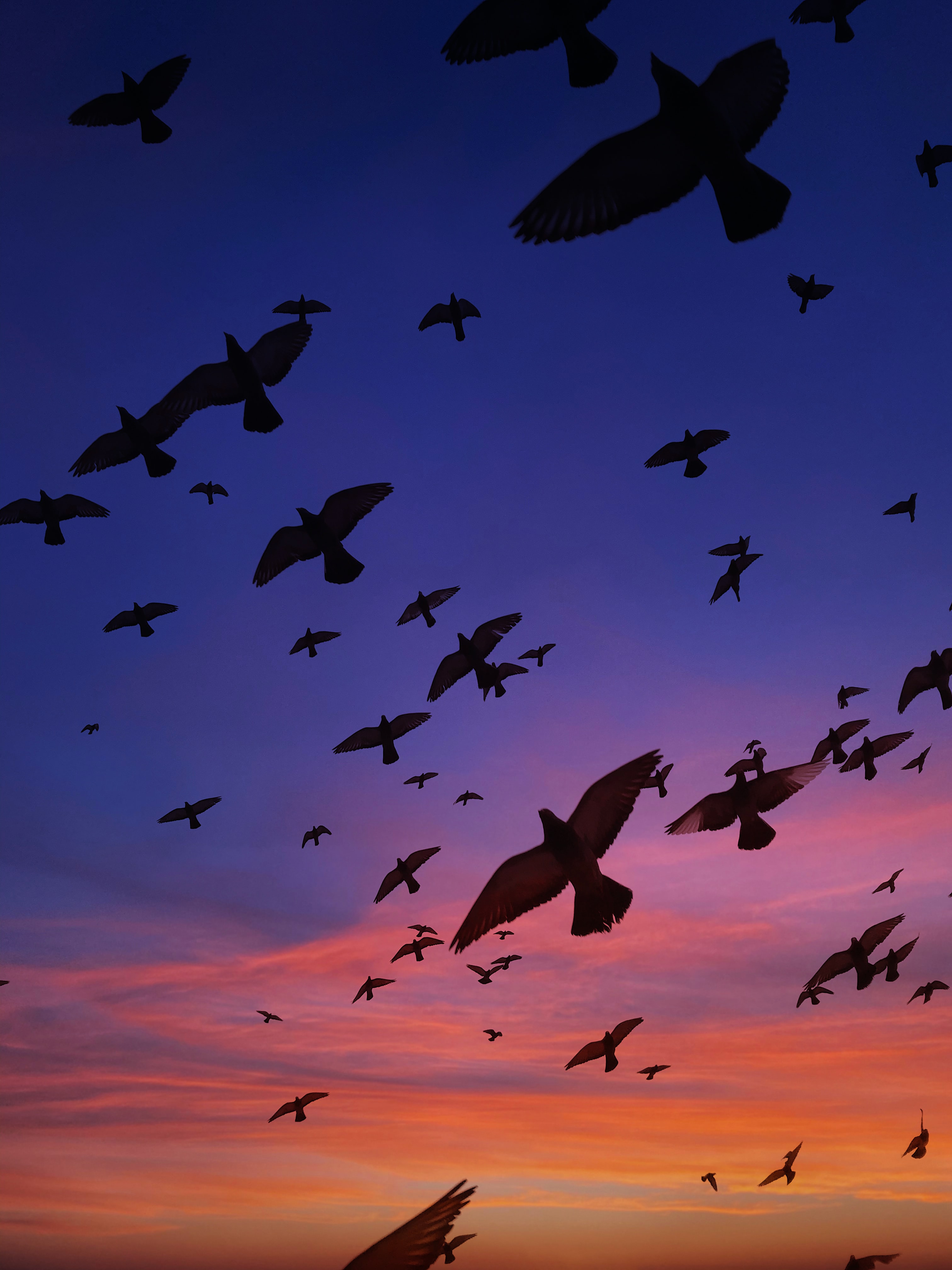 Download mobile wallpaper Birds, Flight, Wings, Dark for free.