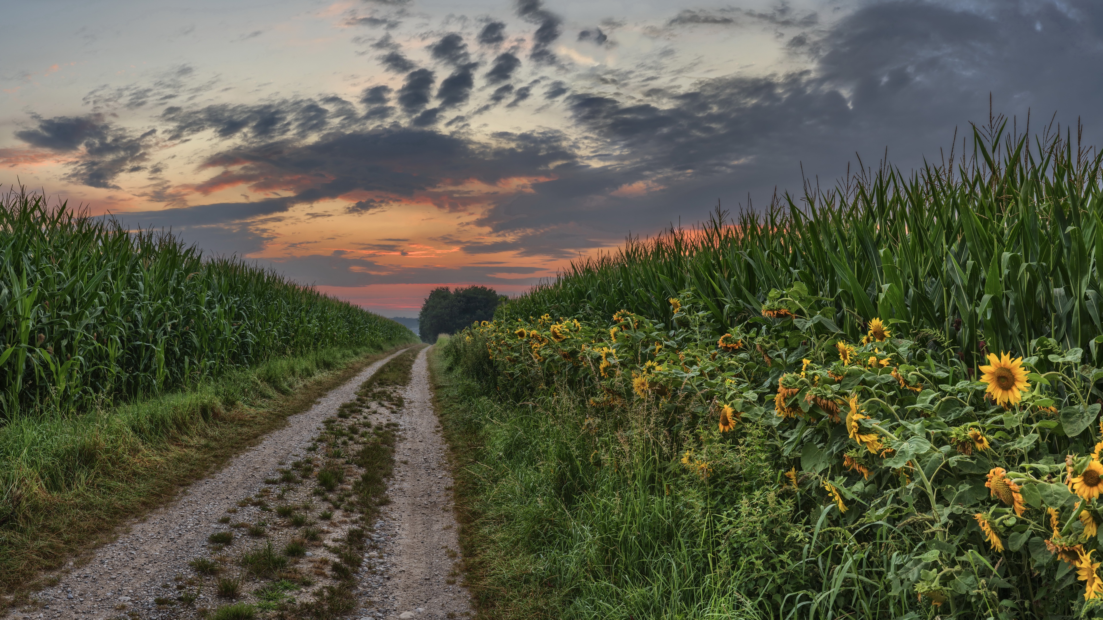 Download mobile wallpaper Nature, Sunset, Summer, Path, Sunflower, Corn, Man Made for free.