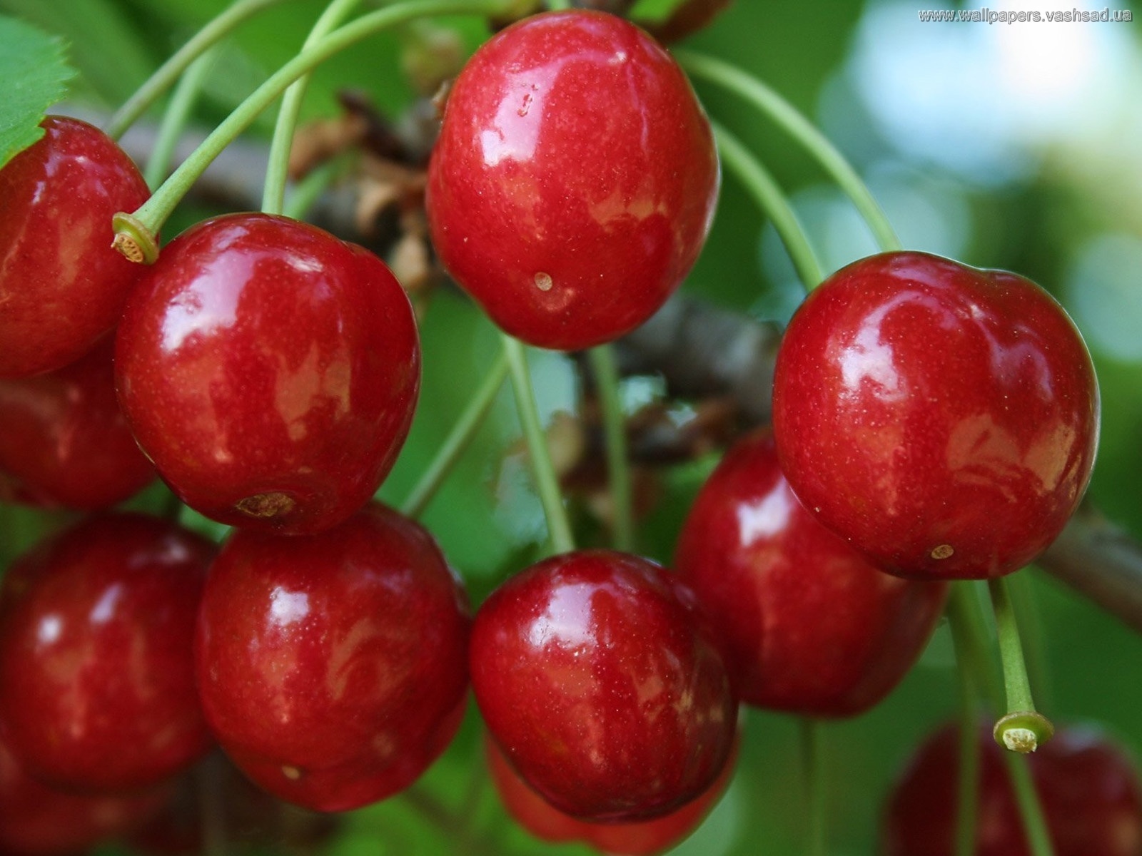 Free download wallpaper Plants, Sweet Cherry, Food, Fruits on your PC desktop