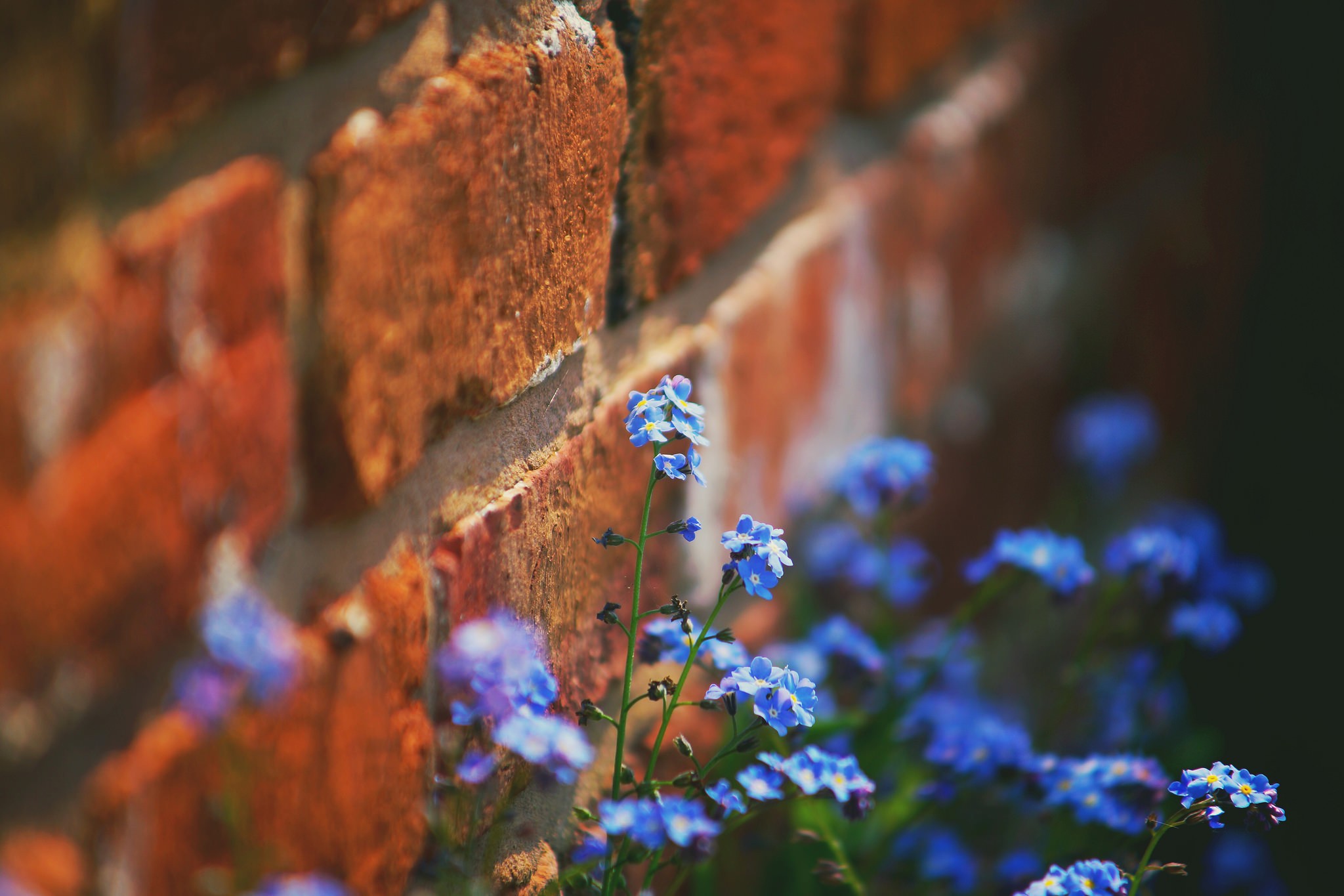 Free download wallpaper Flowers, Flower, Earth, Brick on your PC desktop