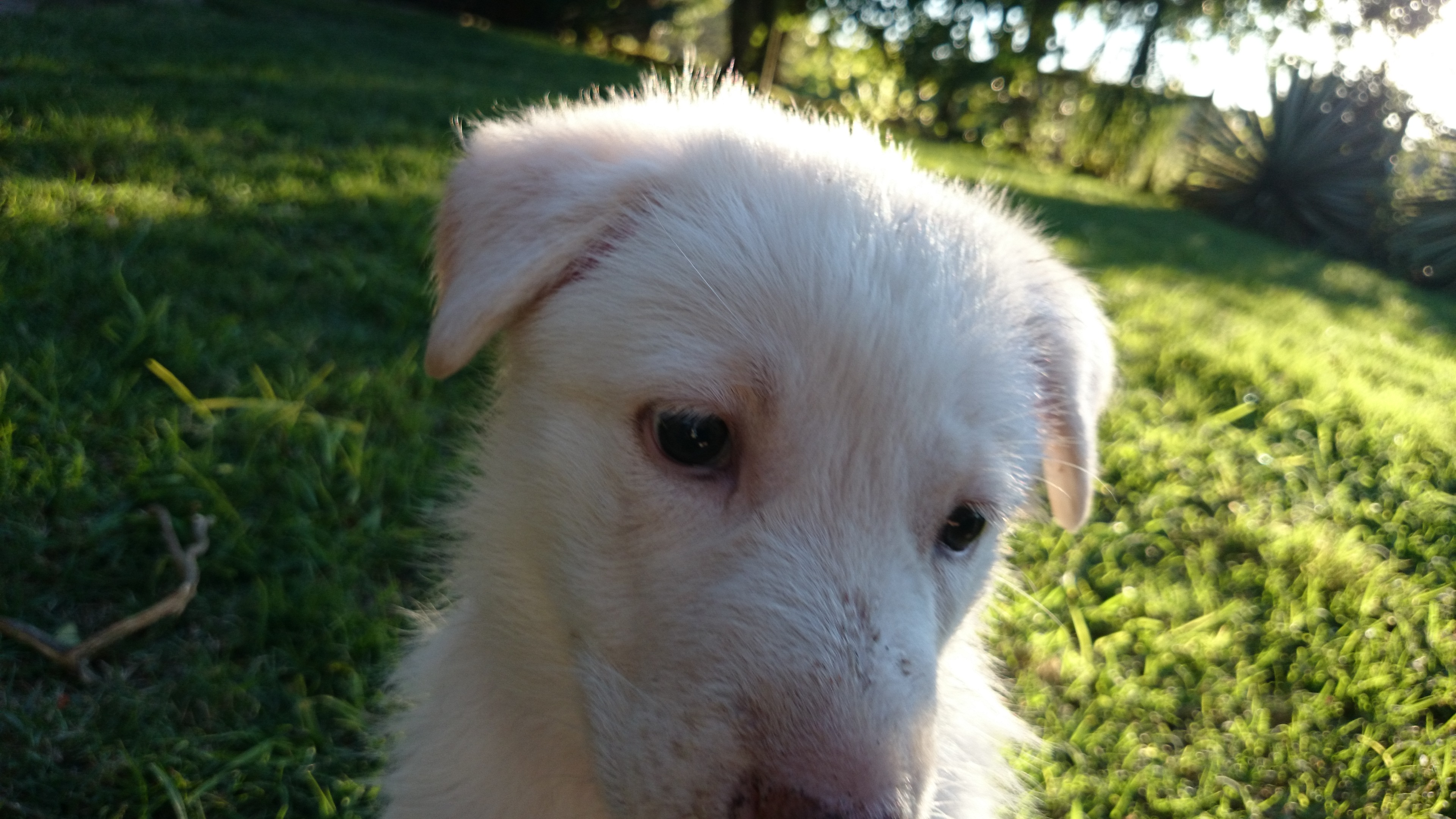 Laden Sie das Tiere, Weißer Schäferhund-Bild kostenlos auf Ihren PC-Desktop herunter
