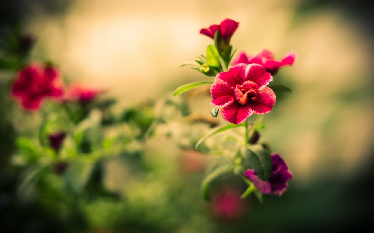 Скачать картинку Цветы, Растения в телефон бесплатно.