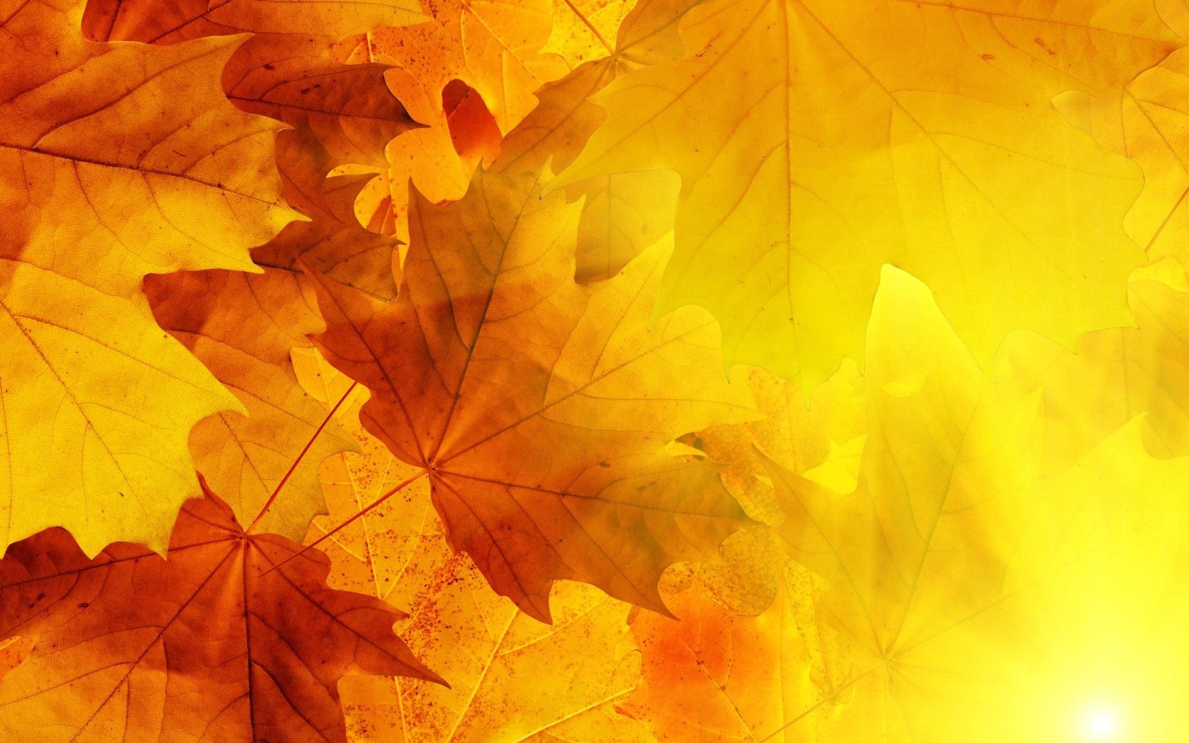 Free download wallpaper Leaves, Sun, Macro, Veins, Autumn on your PC desktop