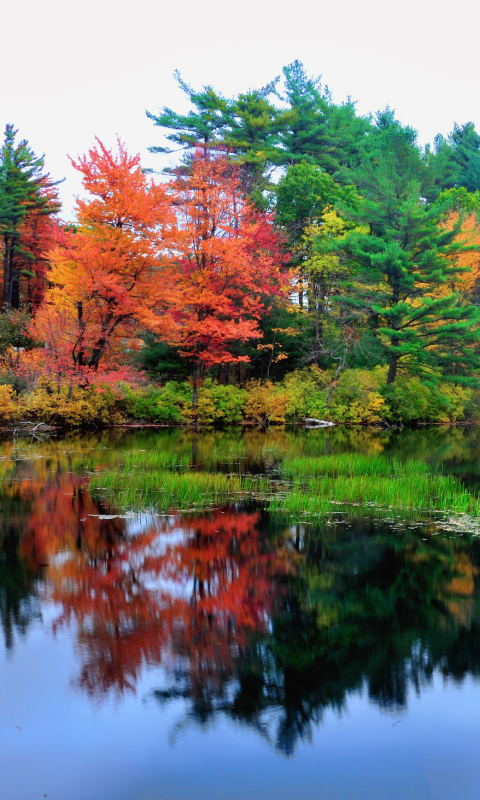 無料モバイル壁紙川, 木, 湖, 森, 地球, 色をダウンロードします。