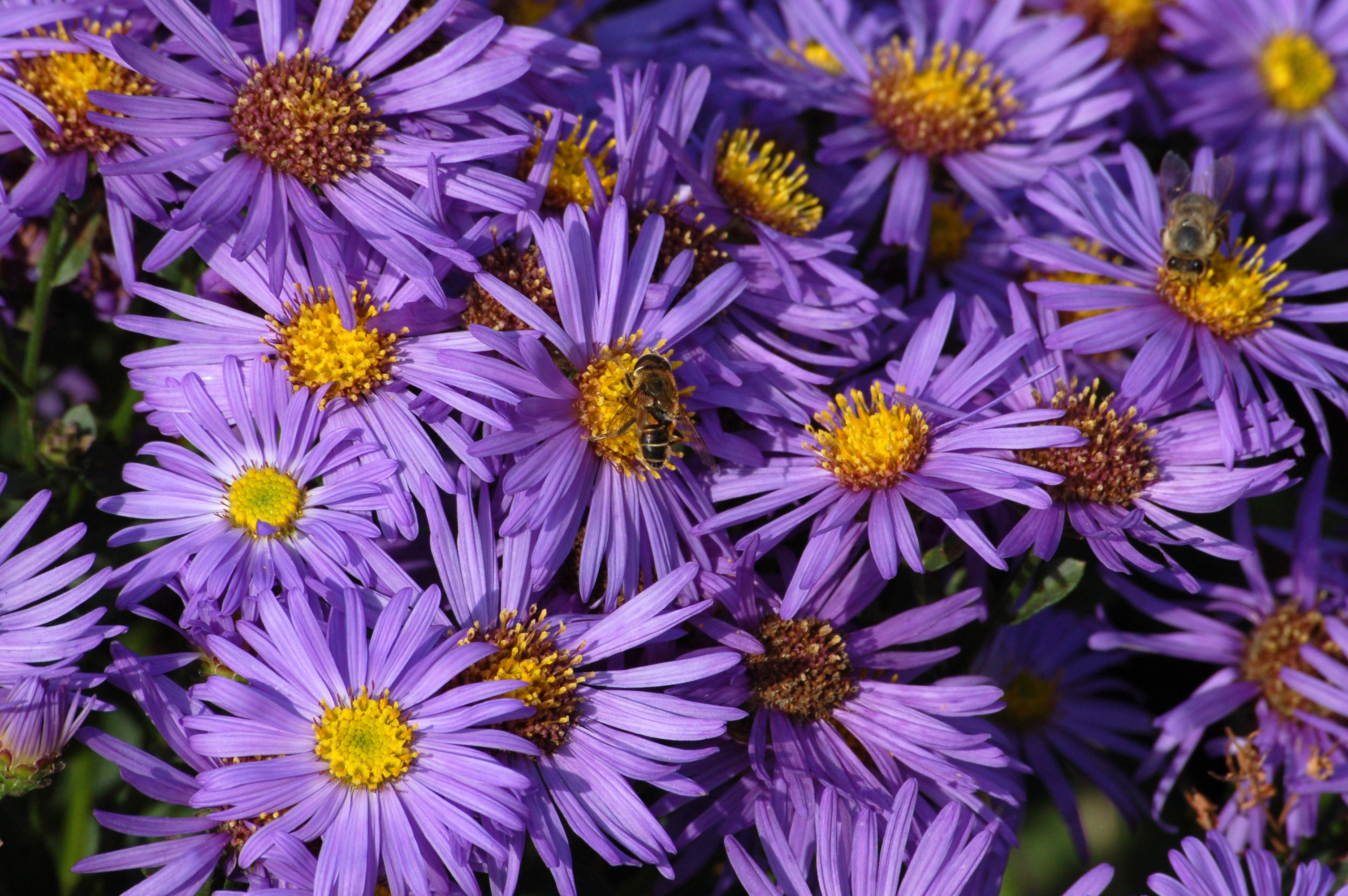 Download mobile wallpaper Flowers, Flower, Earth, Daisy, Purple Flower for free.