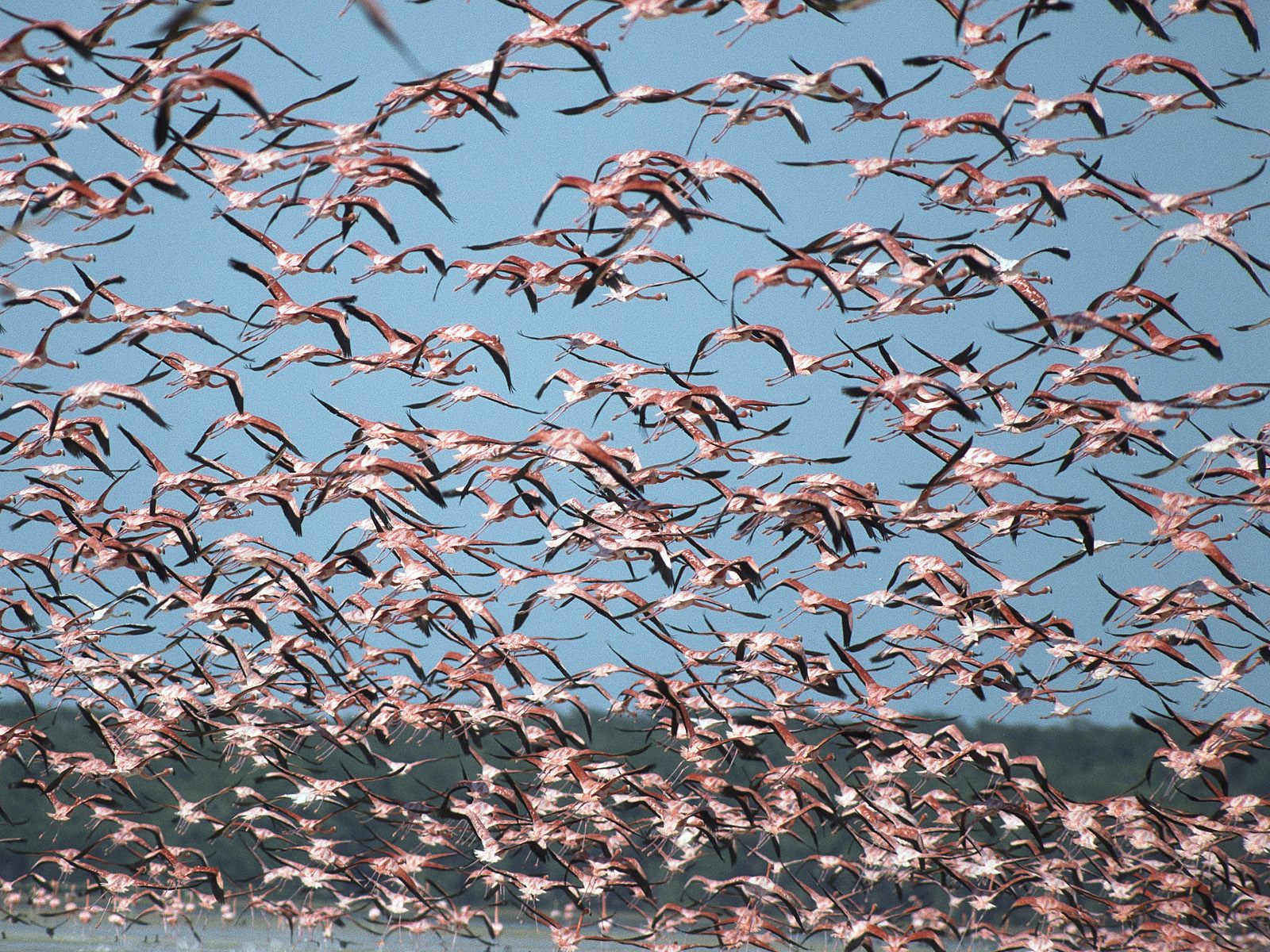 Download mobile wallpaper Flamingo, Birds, Animal for free.