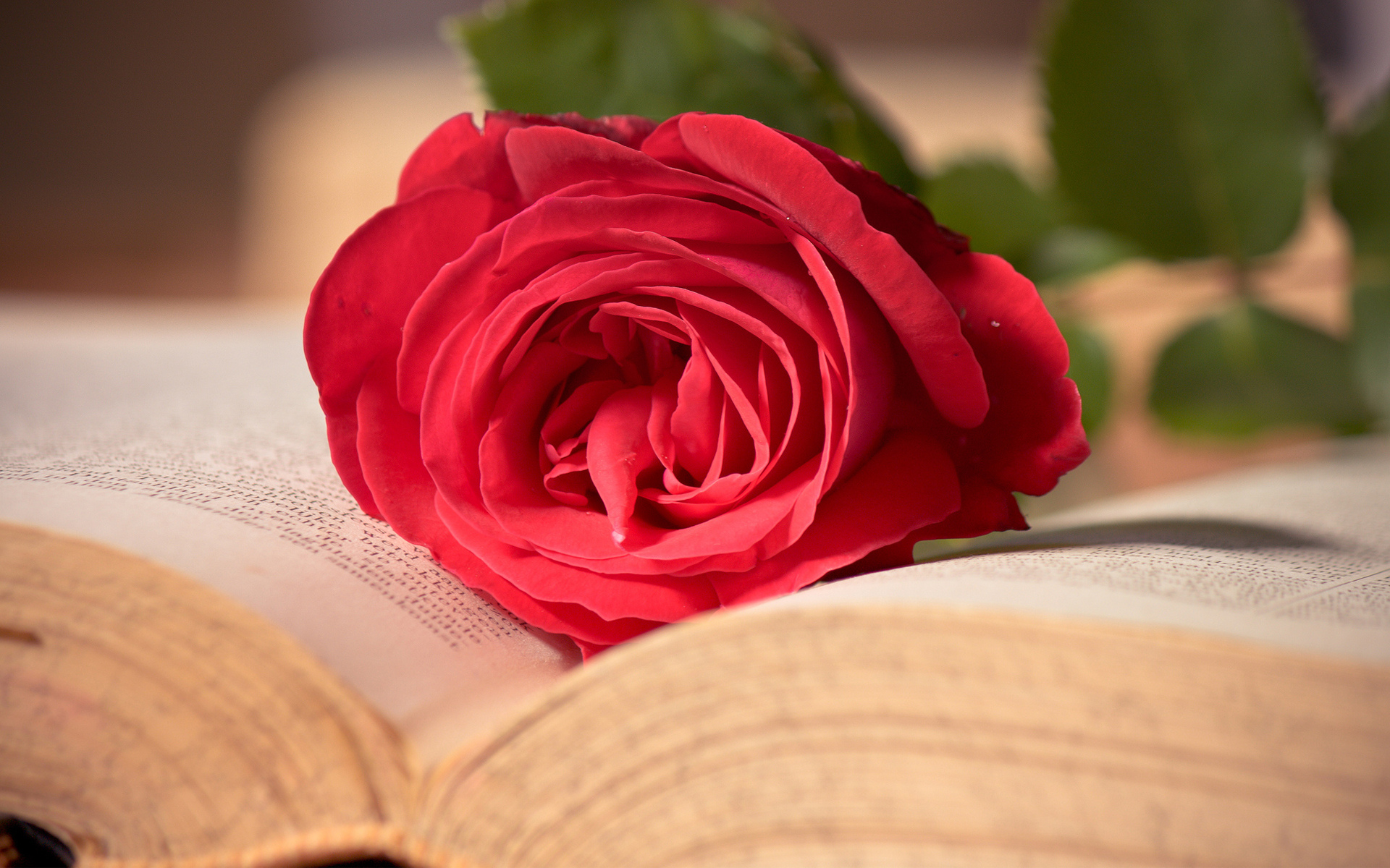 550128 завантажити картинку роза, створено людиною, книга, квітка, кохання, настрій, романтичний - шпалери і заставки безкоштовно