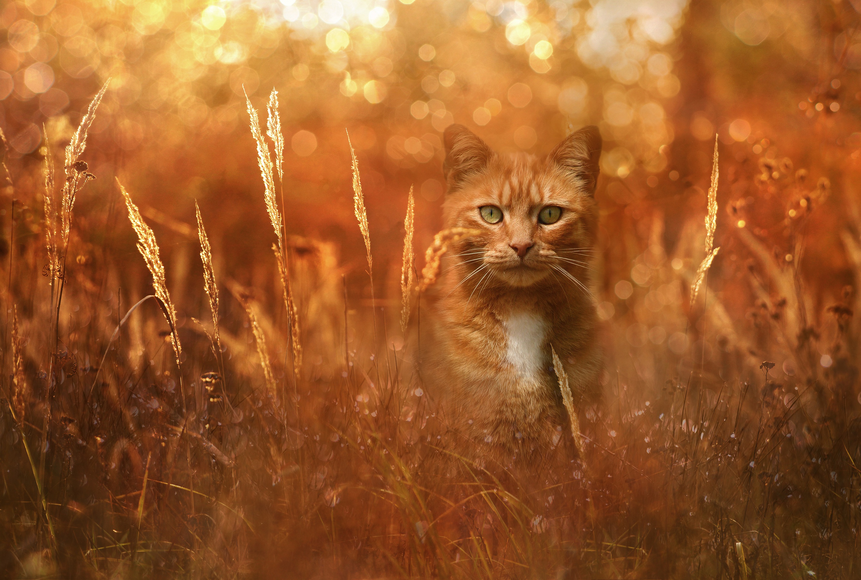 Free download wallpaper Cats, Cat, Animal, Bokeh, Stare on your PC desktop