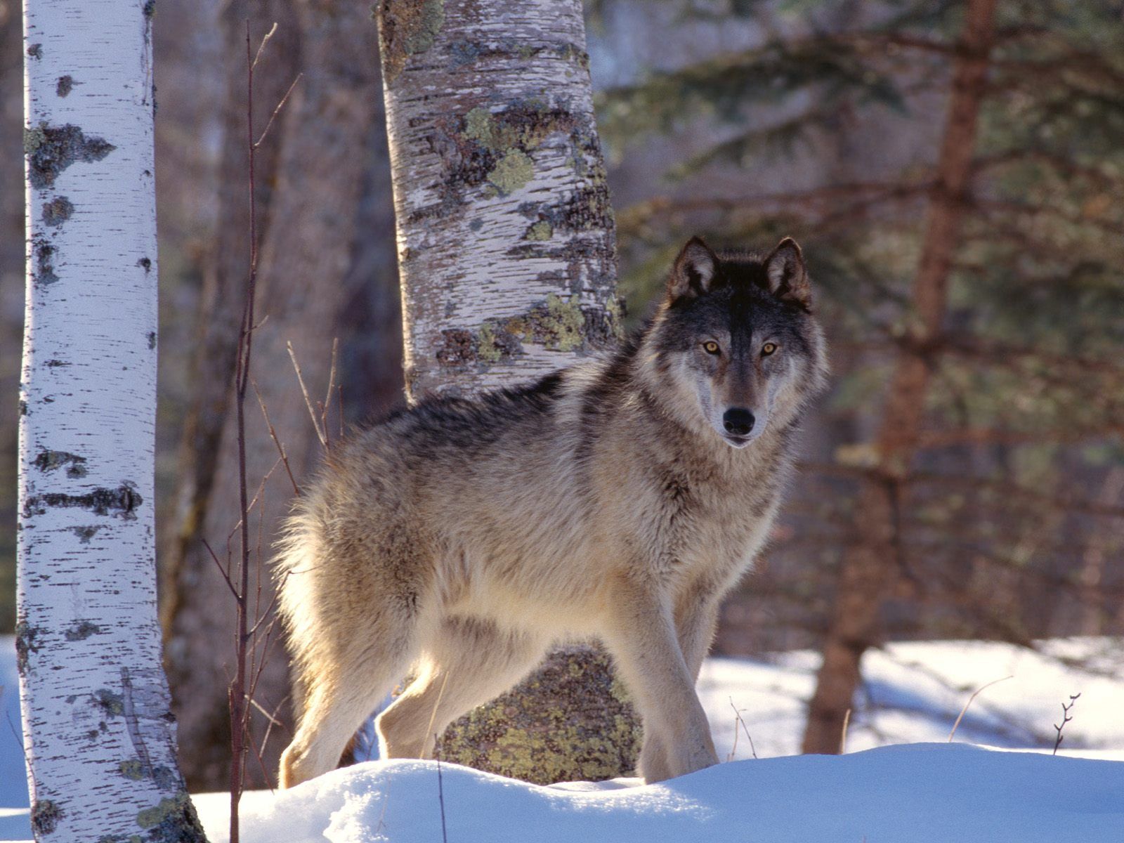 Download mobile wallpaper Winter, Predator, Animals, Snow, Wolf for free.