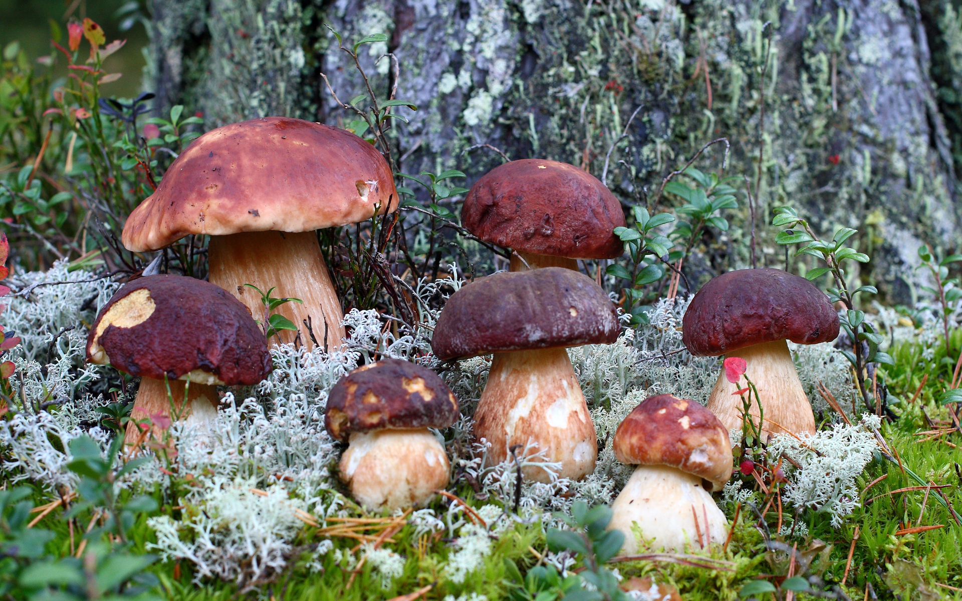 Téléchargez des papiers peints mobile Champignon, Terre/nature gratuitement.