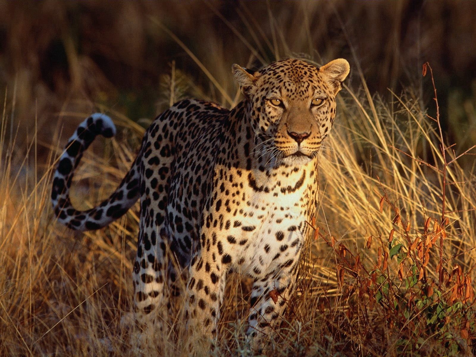 Handy-Wallpaper Leopard, Big Cat, Raubtier, Predator, Tiere, Große Katze kostenlos herunterladen.