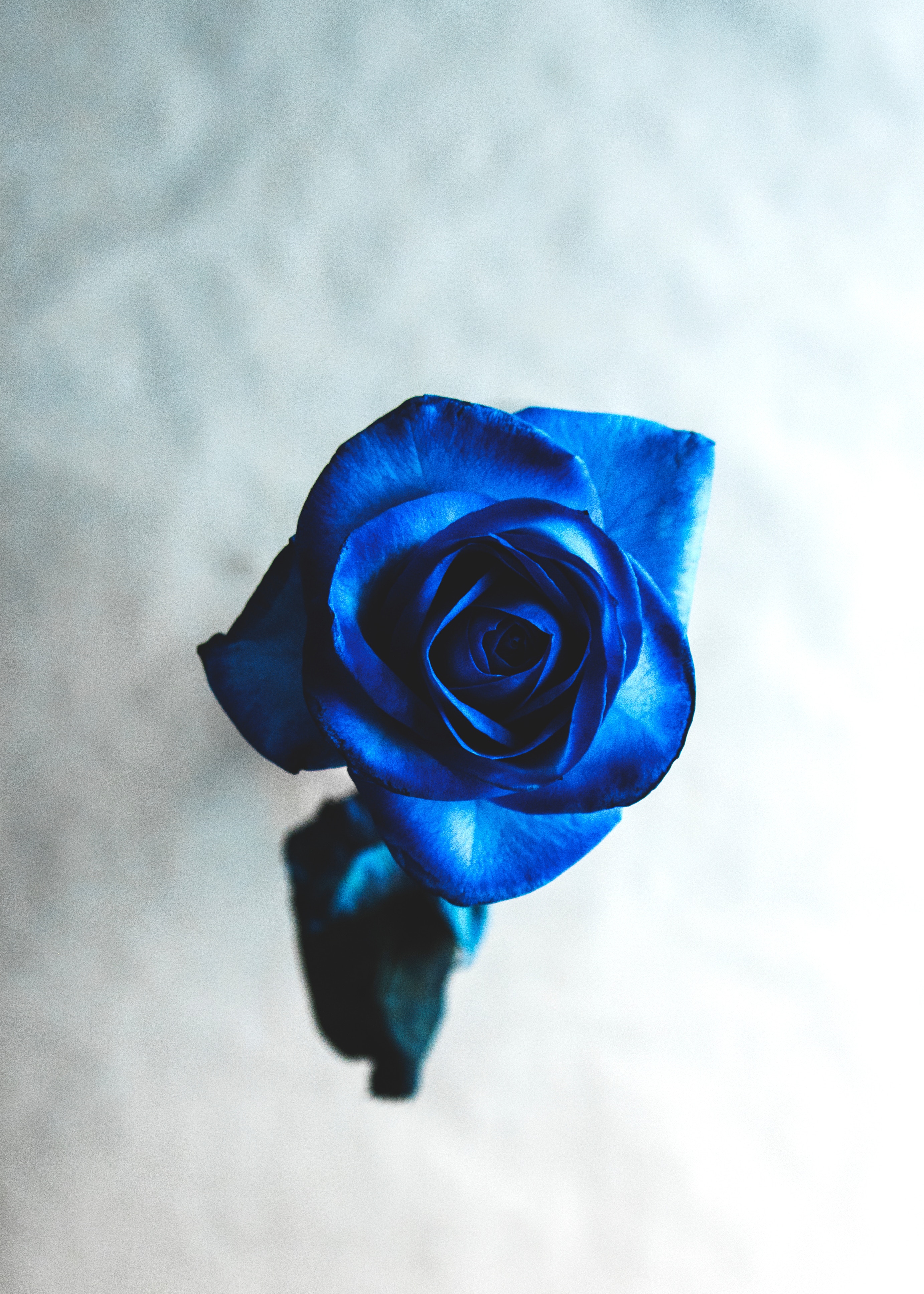 rose flower, blur, flowers, blue, flower, rose, bud, smooth HD wallpaper