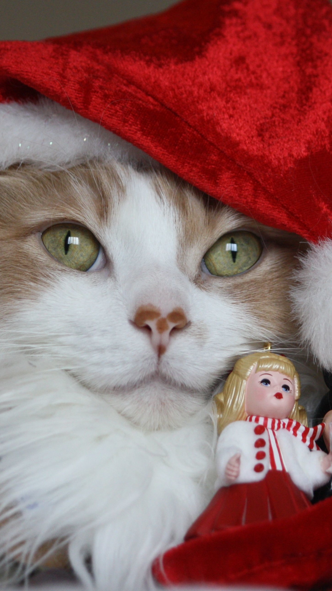 Скачать картинку Кот, Рождество, Кошка, Праздничные, Шляпа Санты в телефон бесплатно.