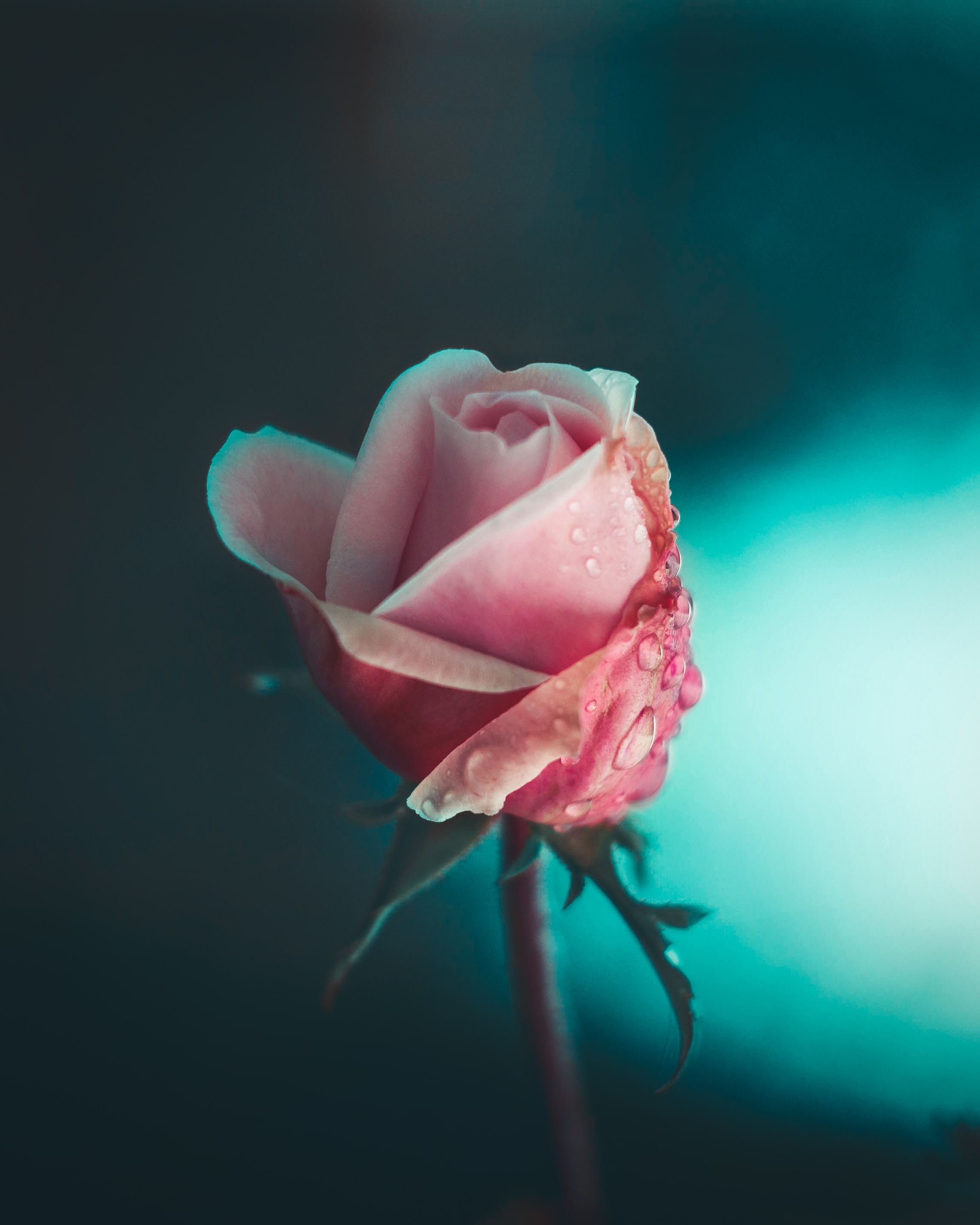 Laden Sie das Rosa, Makro, Rose, Drops, Blume-Bild kostenlos auf Ihren PC-Desktop herunter
