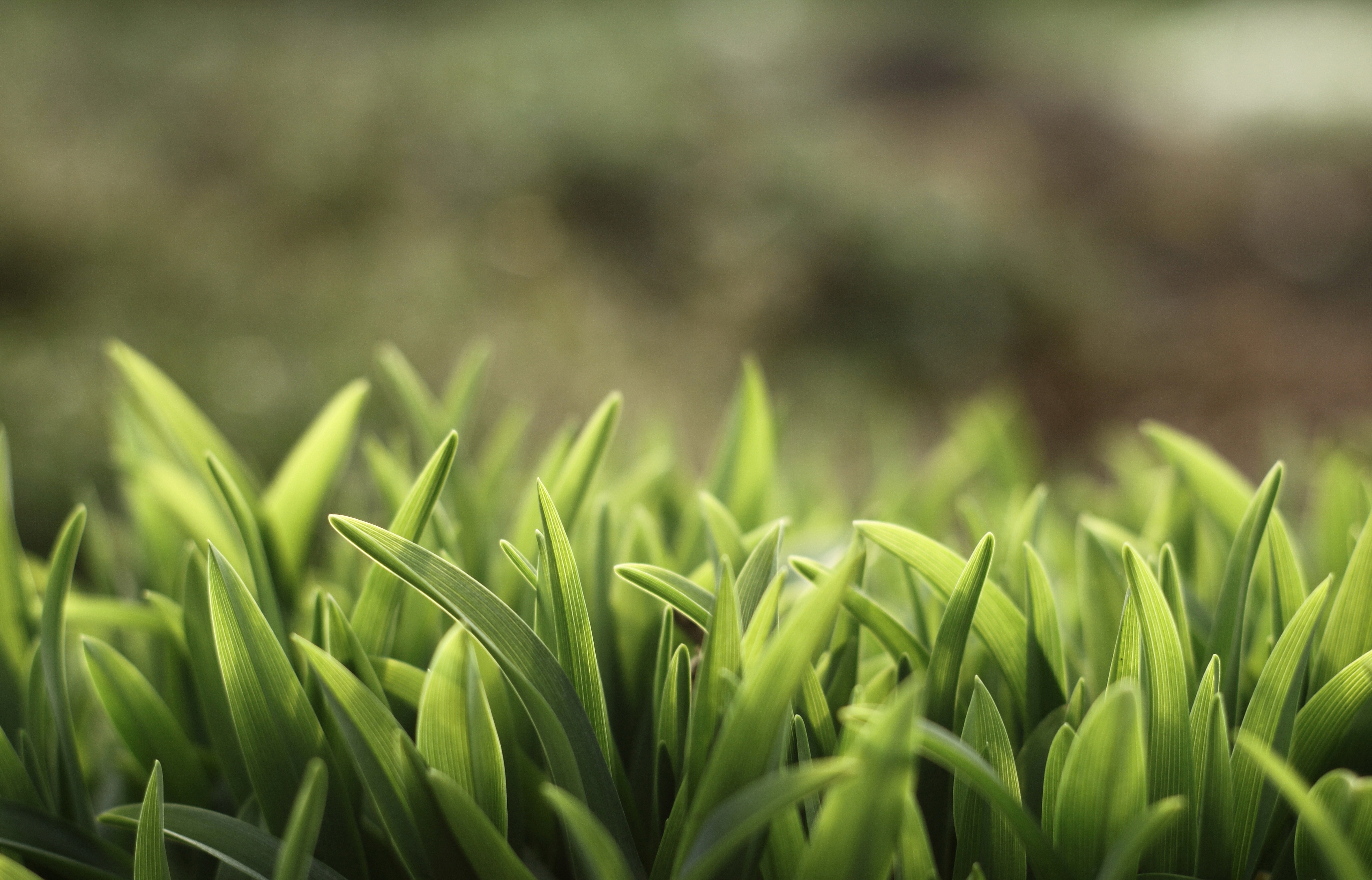 Laden Sie das Pflanzen, Grass-Bild kostenlos auf Ihren PC-Desktop herunter