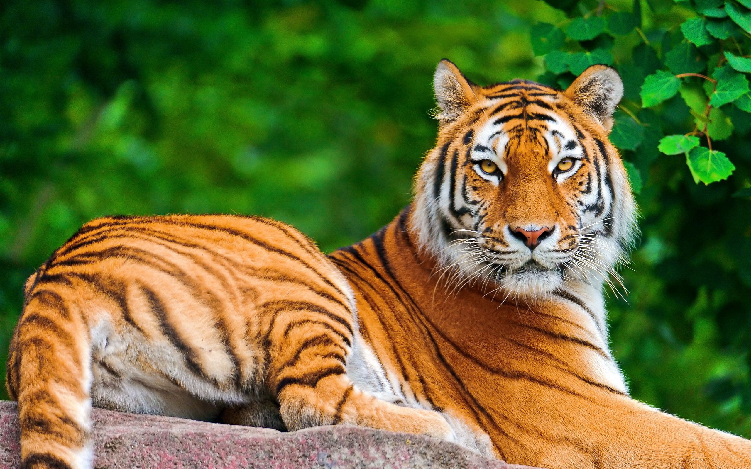 82455 скачать картинку тигр, полосатый, животные, лежать, хищник, взгляд - обои и заставки бесплатно